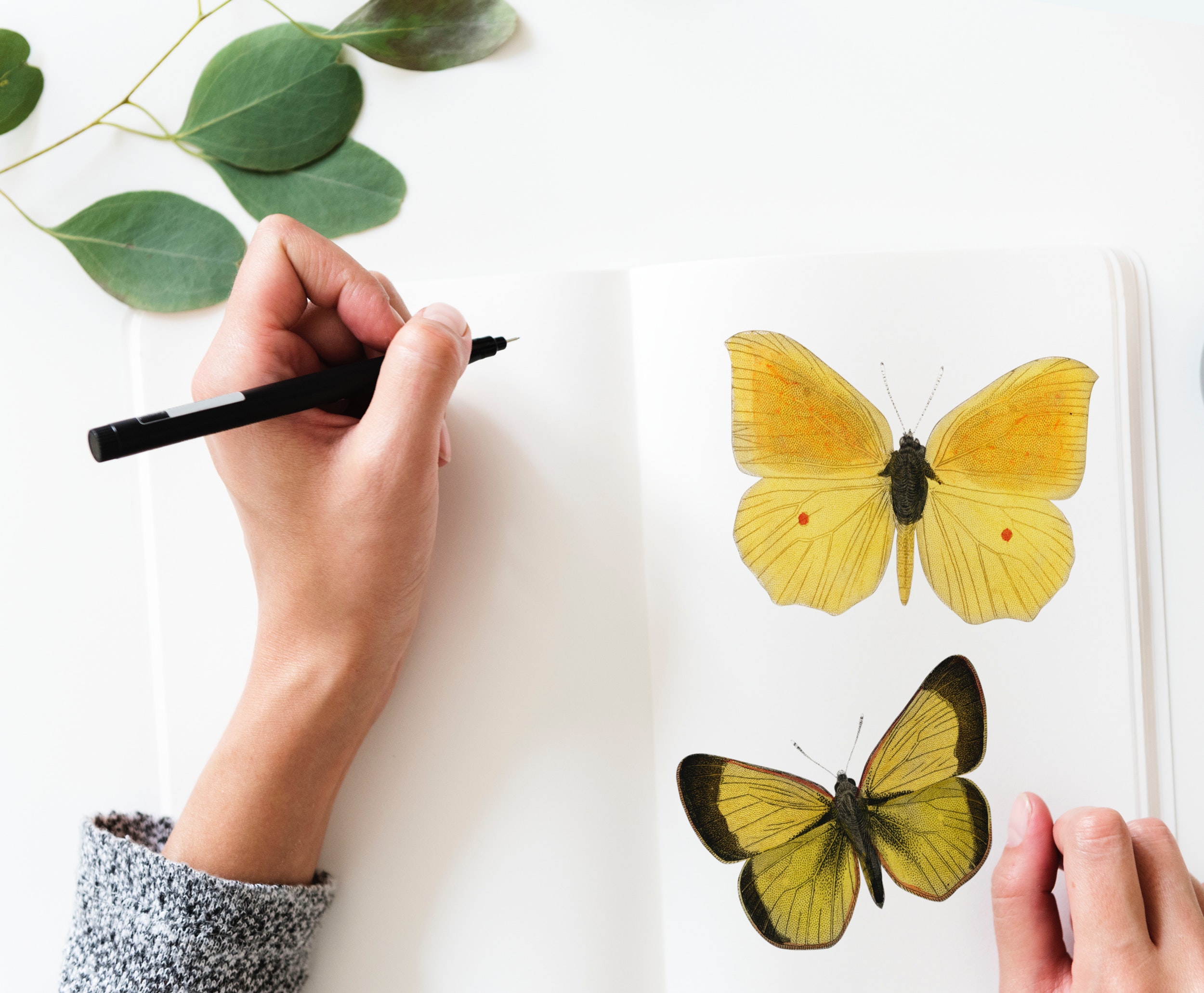 Photo of a person drawing a butterfly