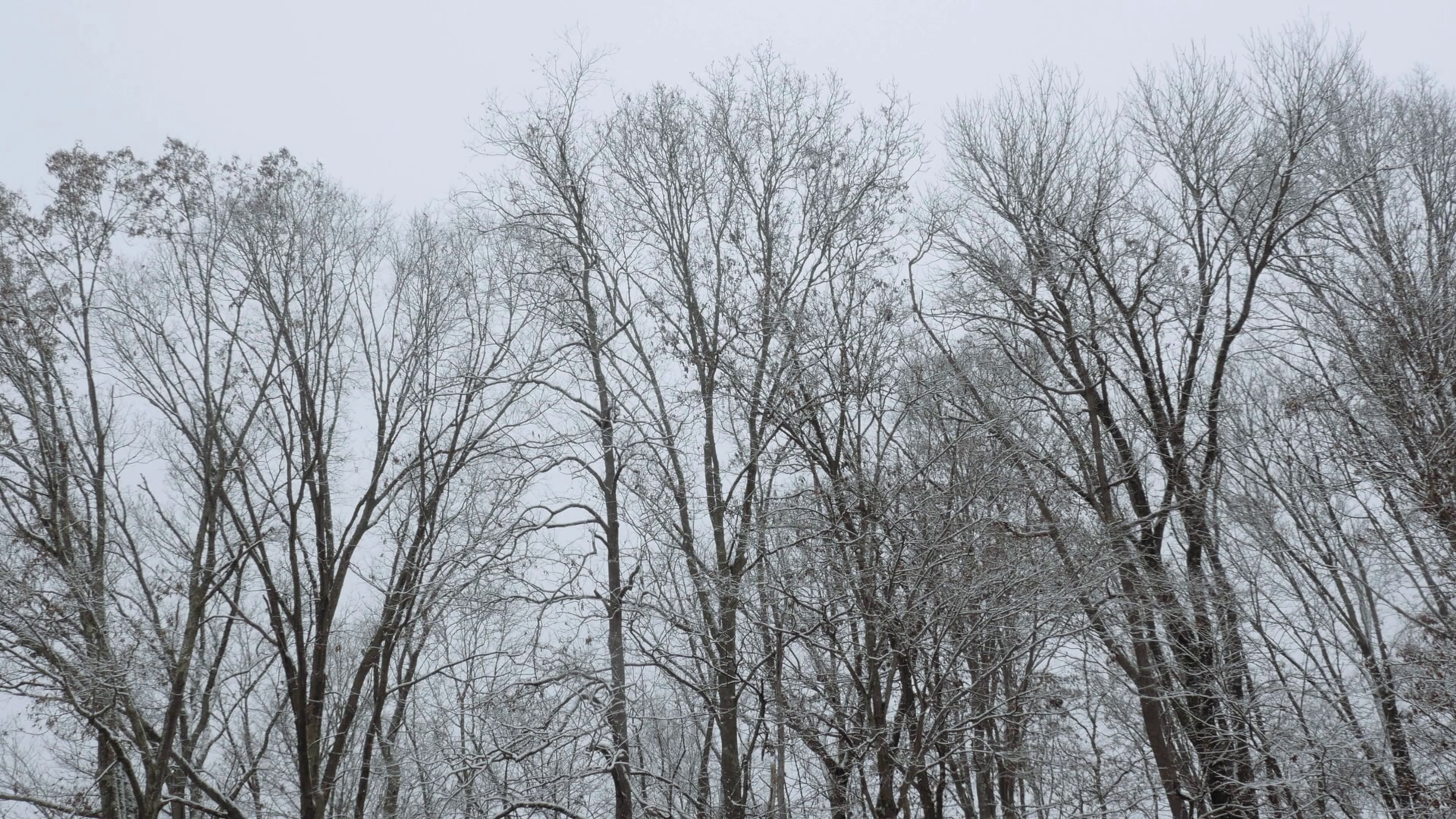 Bare winter trees against a cold grey sky in 4k. A breeze blows the ...