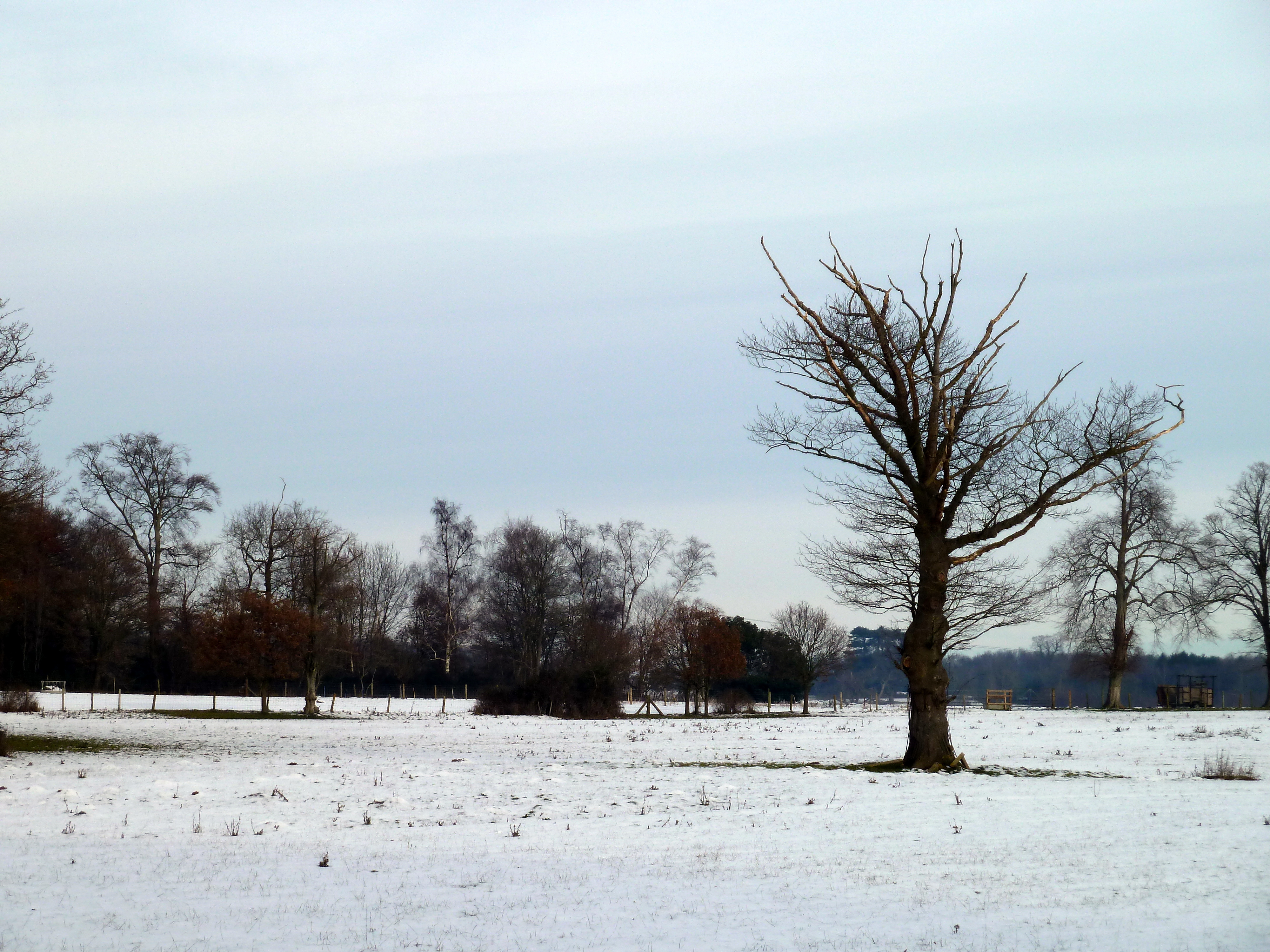 File:Bare trees in winter.jpg - Wikimedia Commons