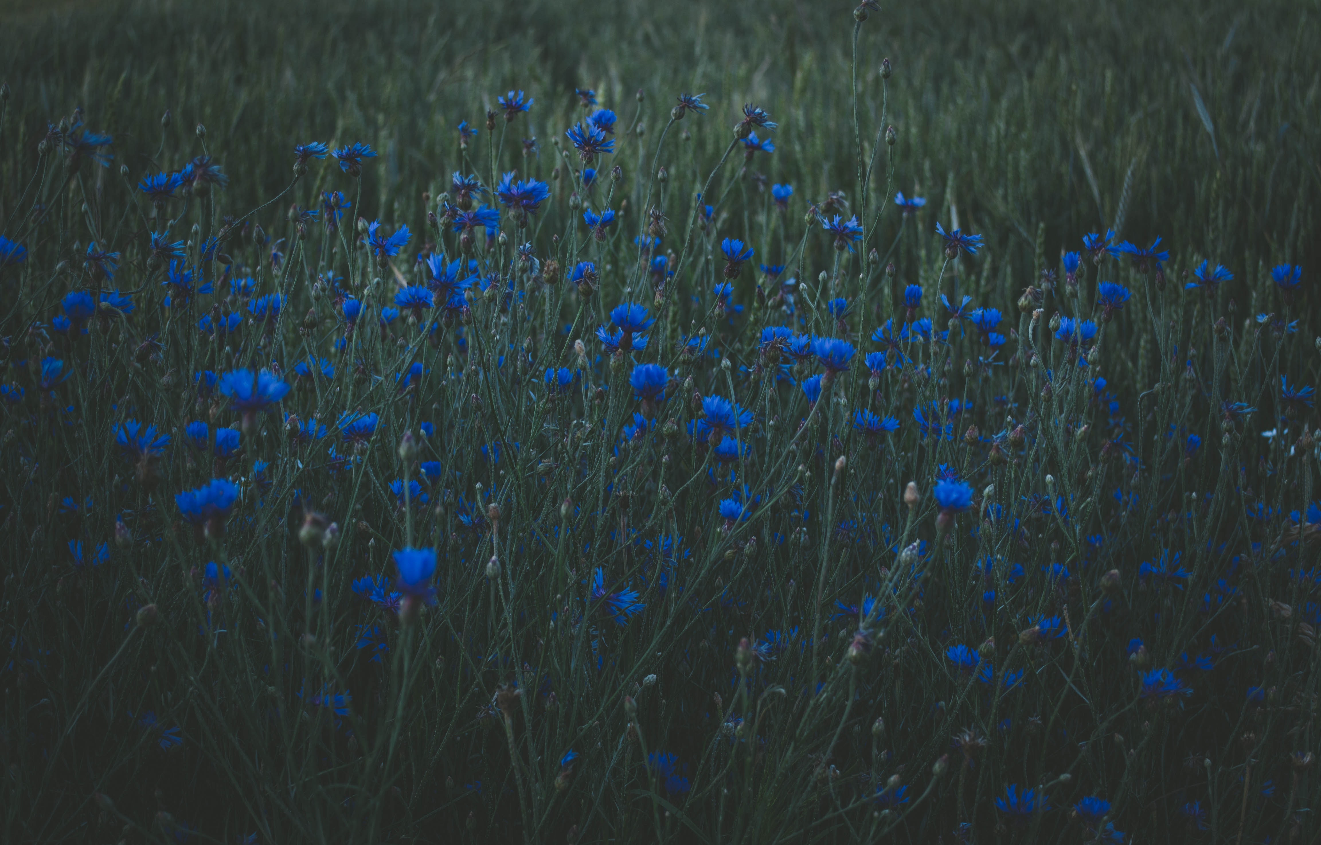 Photo of blue petaled flowers