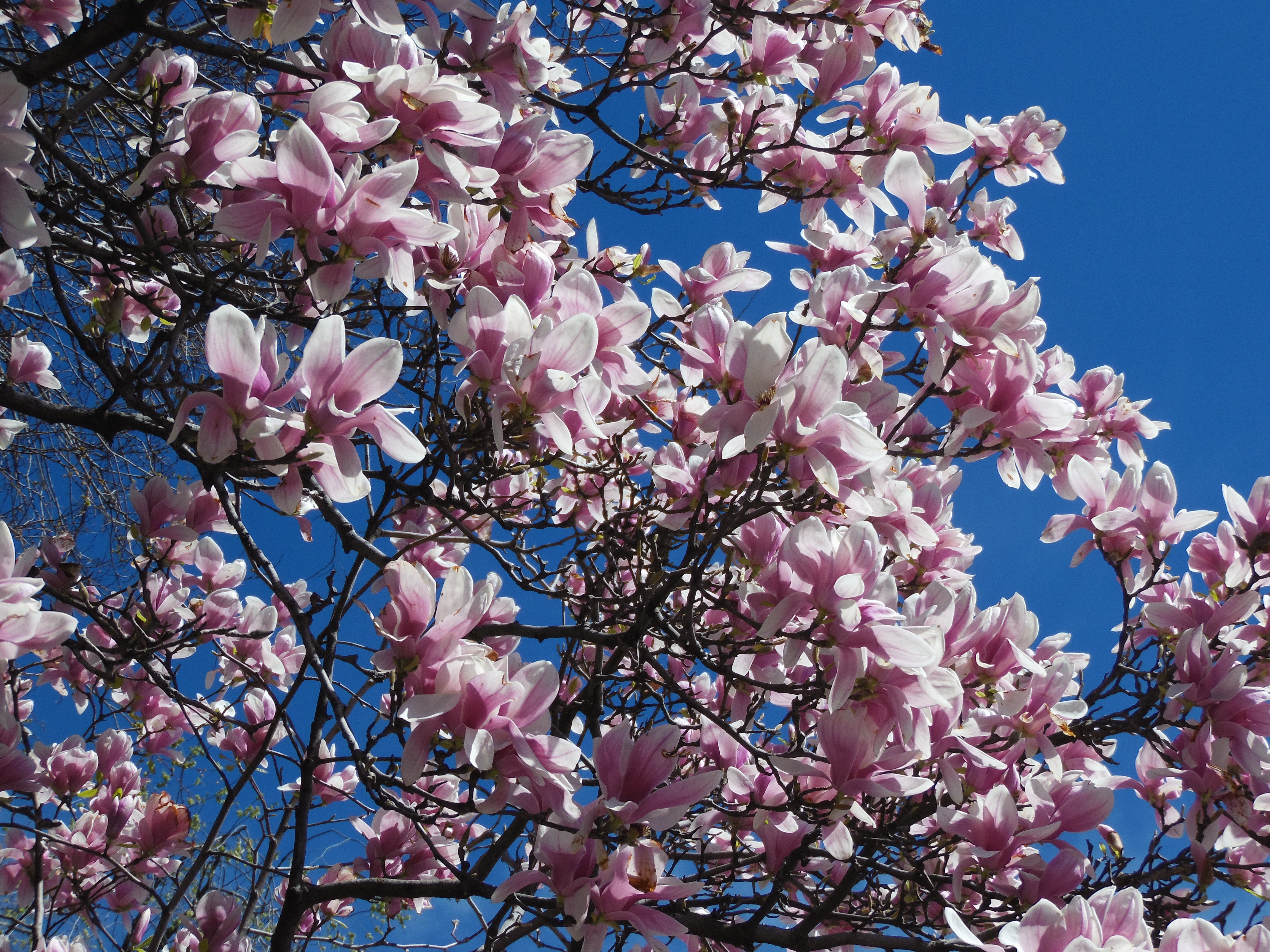 Photo of Cherry Blossoms, Outdoors, Tree, Sunny day, Sunny, HQ Photo