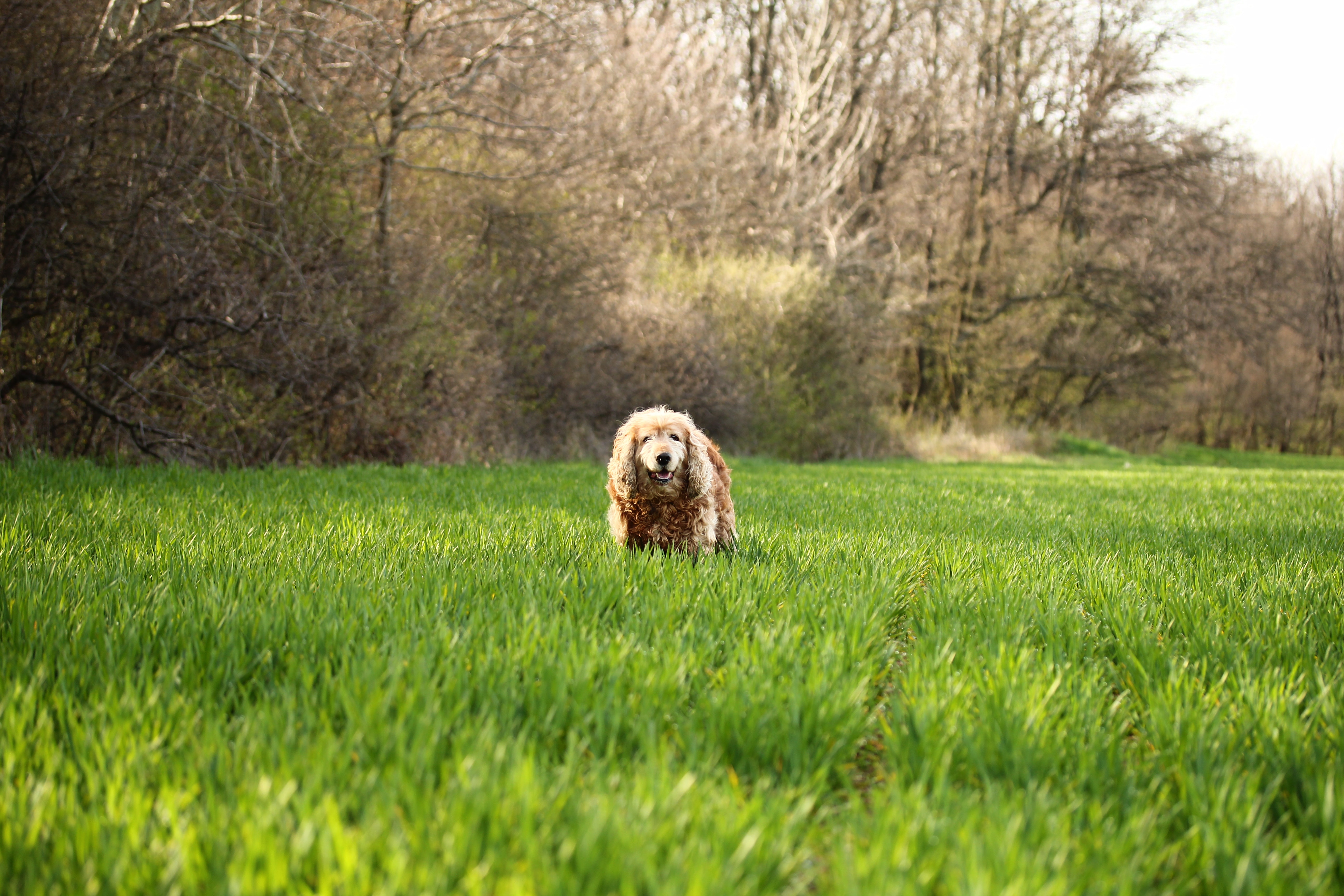 Photo of Cocker Spaniel Dog on Grass Field, Blur, Happy, Trees, Park, HQ Photo