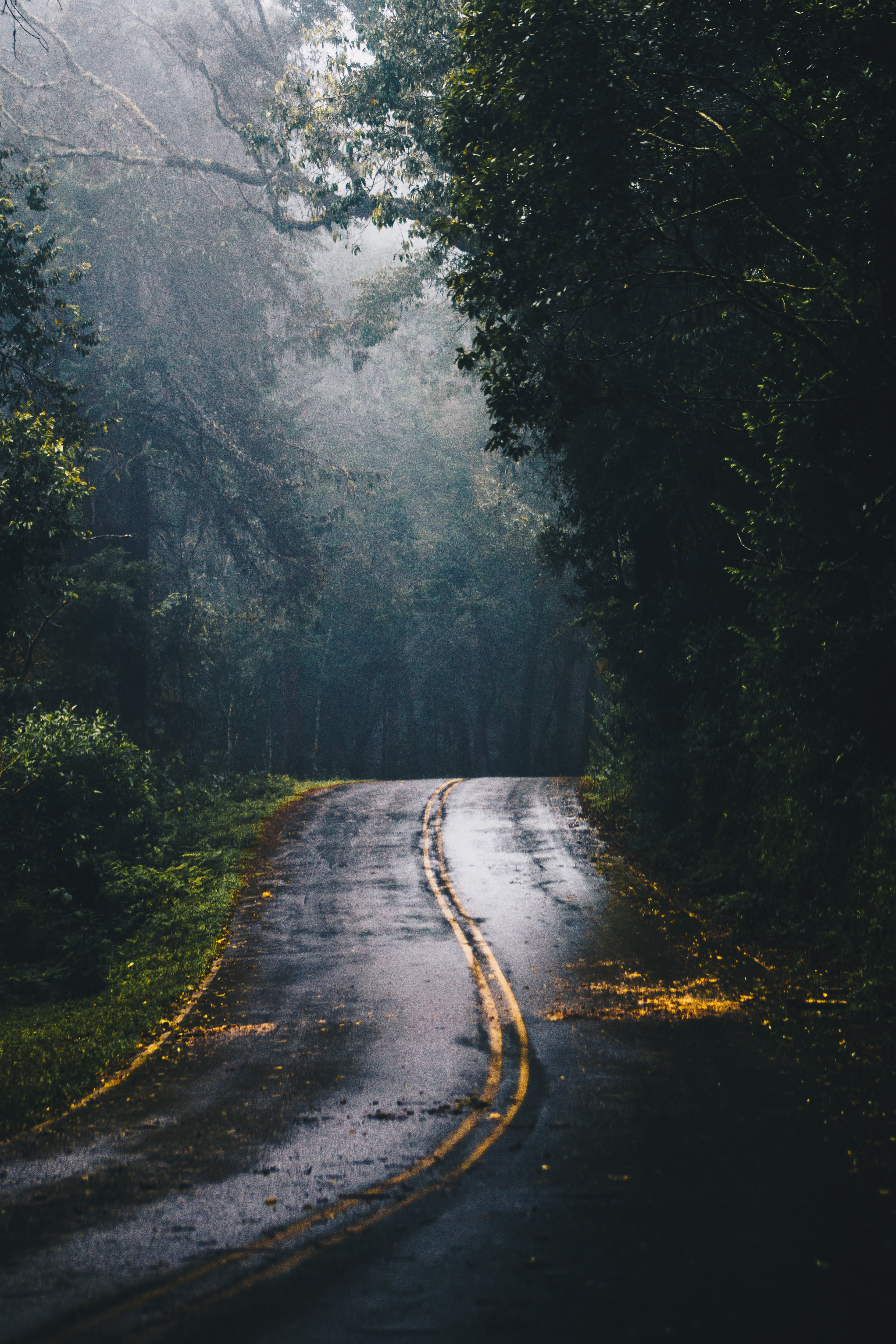 Photo of Gray Concrete Road in the Middle of Jungle during Daylight, Mist, Wood, Wet, Trees, HQ Photo