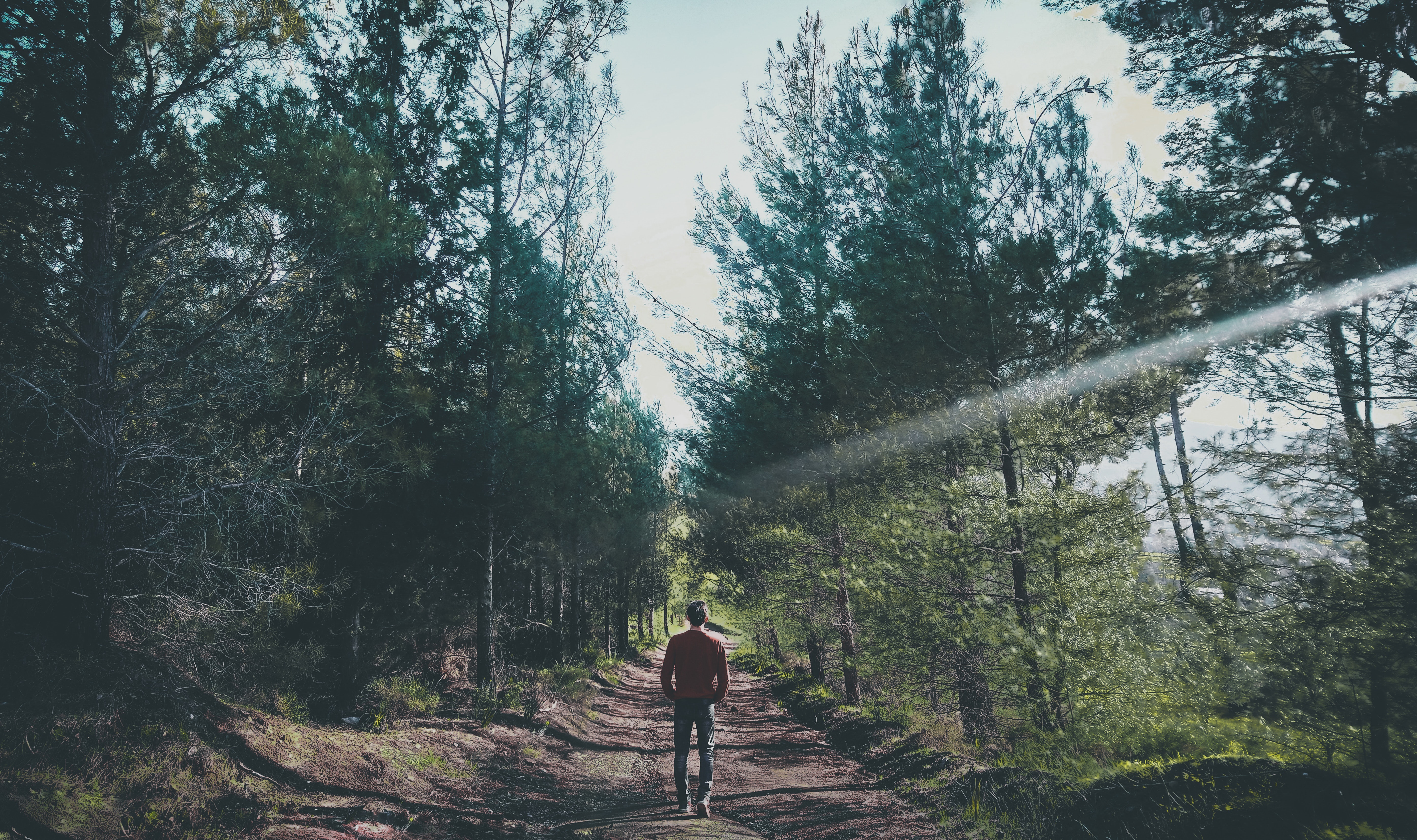 Photo of man walking along pathway at forest