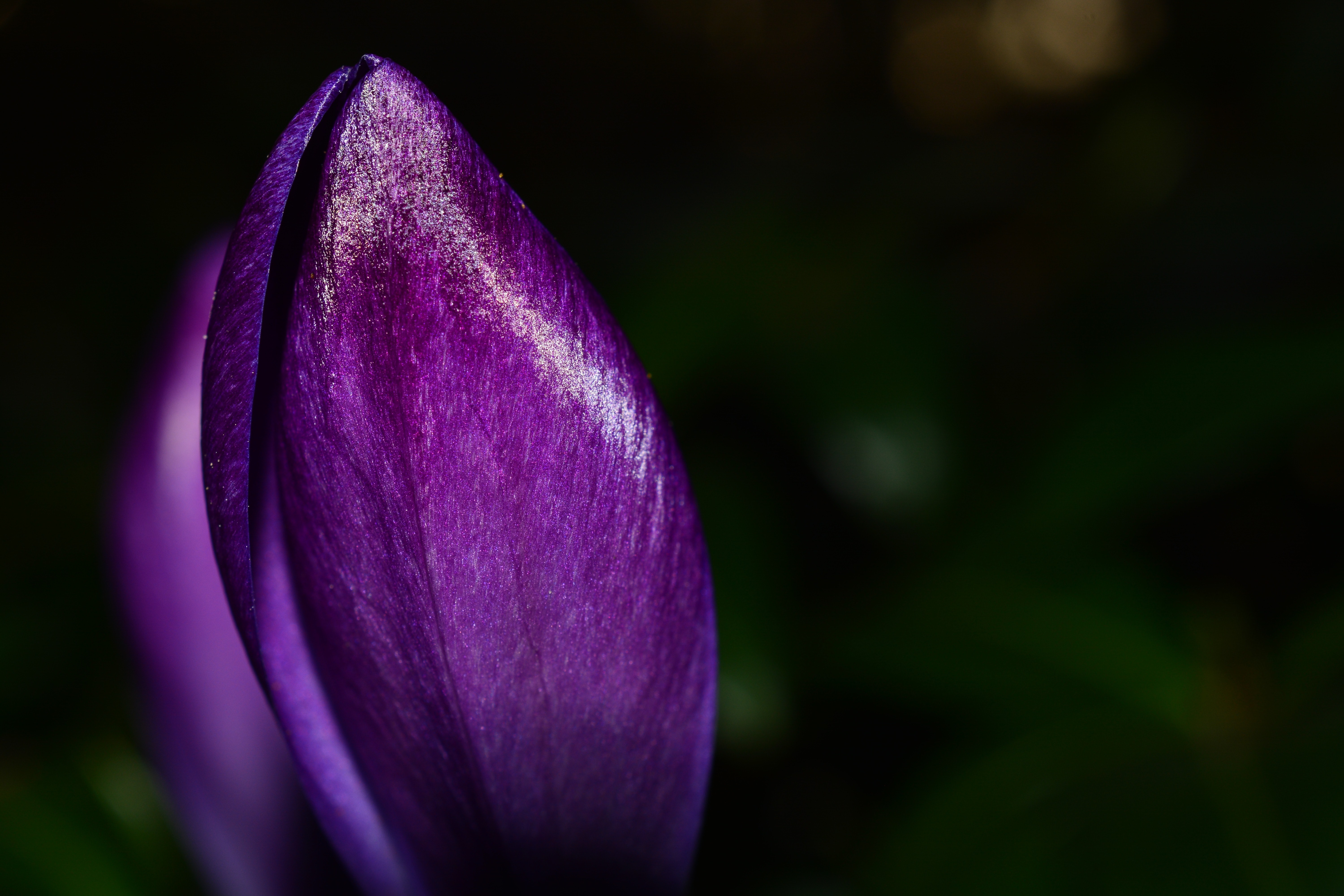 Photo of purple petaled flower