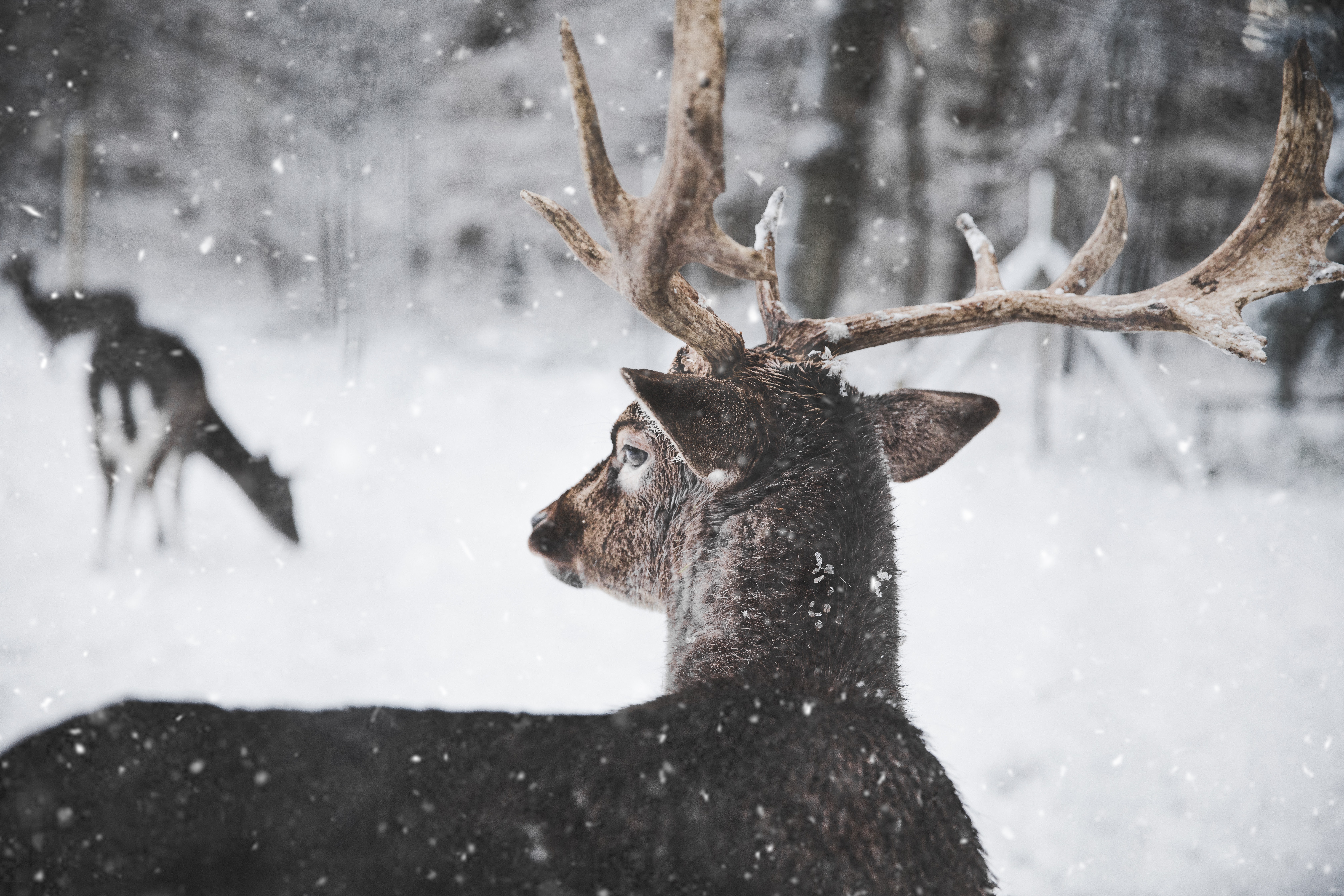 Photo of Reindeer in the Snow, Animal, Nature, Winter, Wildlife, HQ Photo