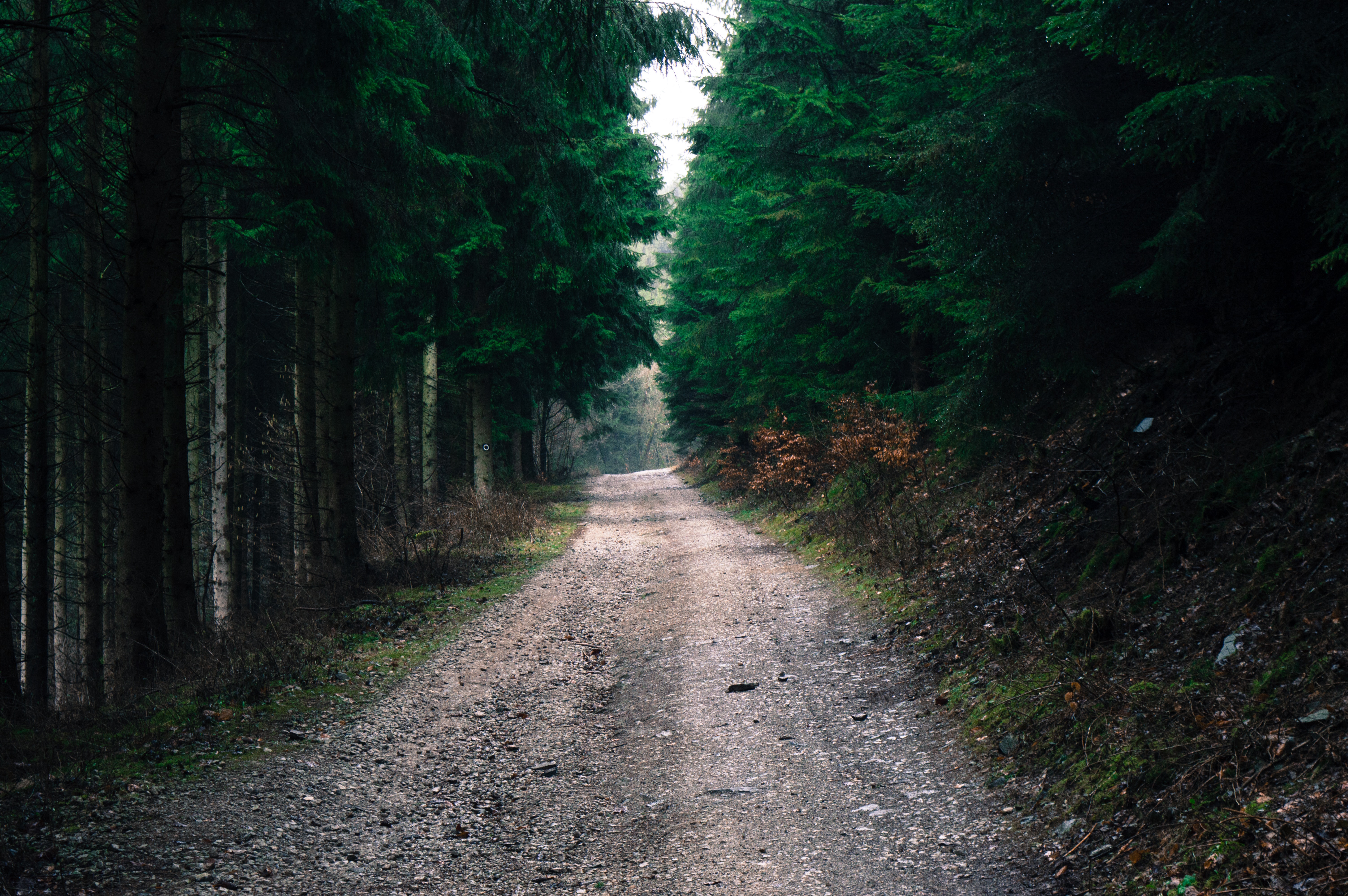 Photo of Road in Forest, Dawn, Daylight, Dirt road, Environment, HQ Photo