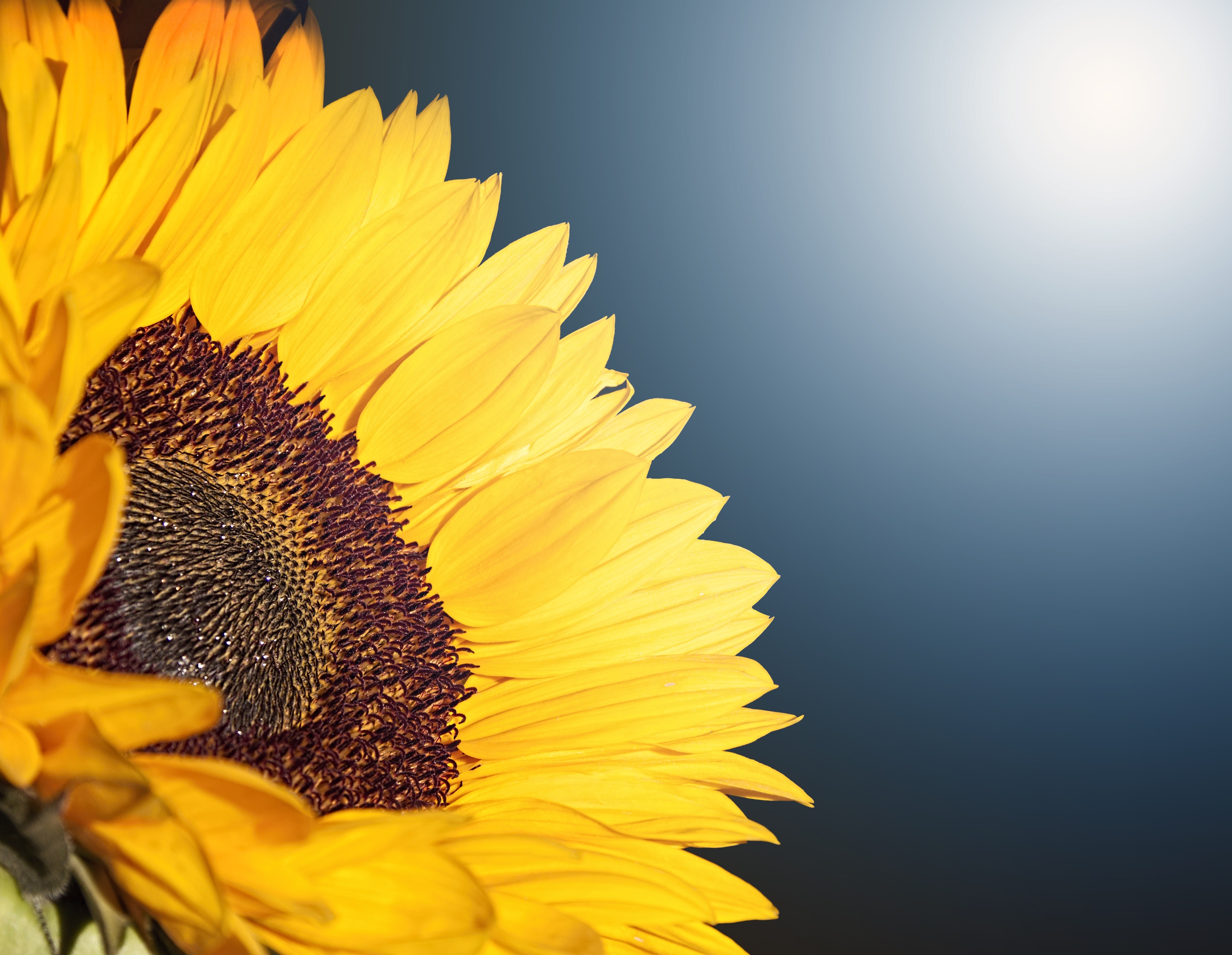 Blossoming Images of Sunflowers · Pexels · Free Stock Photos