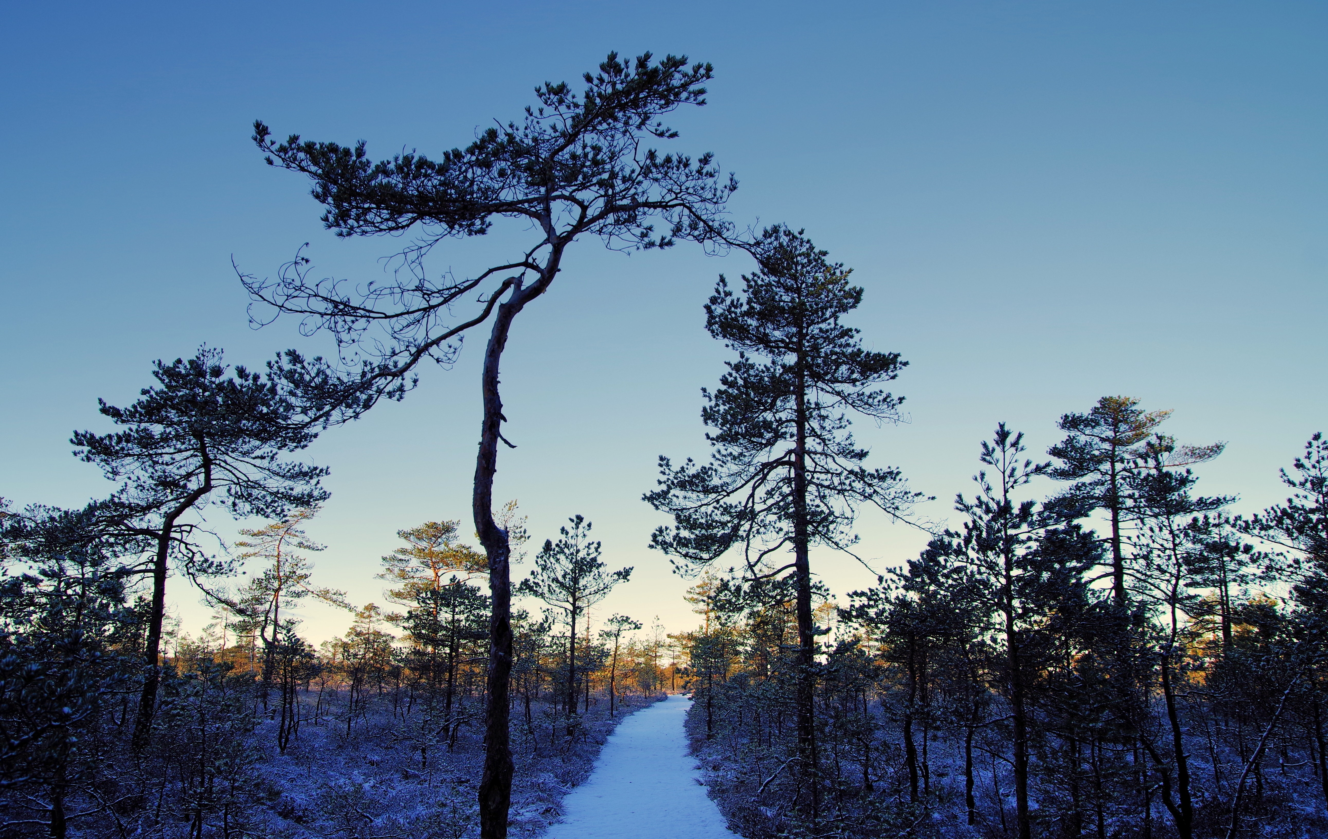 Photo of Tall Trees, Cold, Sky, Winter, Weather, HQ Photo