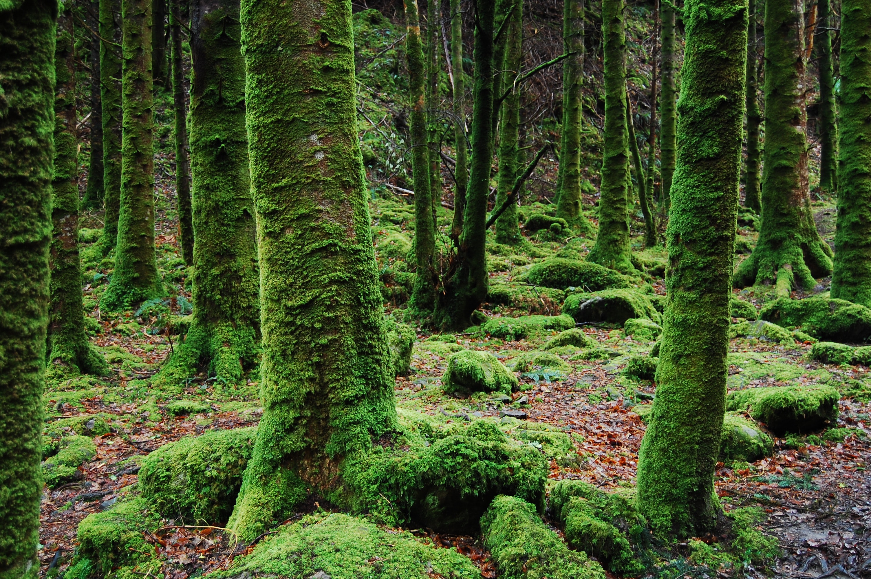 Хвойная стена. Кэрсивин Ирландия лес. Мховый лес Малайзия. Кельтские широколиственные леса Ирландии. Кедровая Падь мхи.