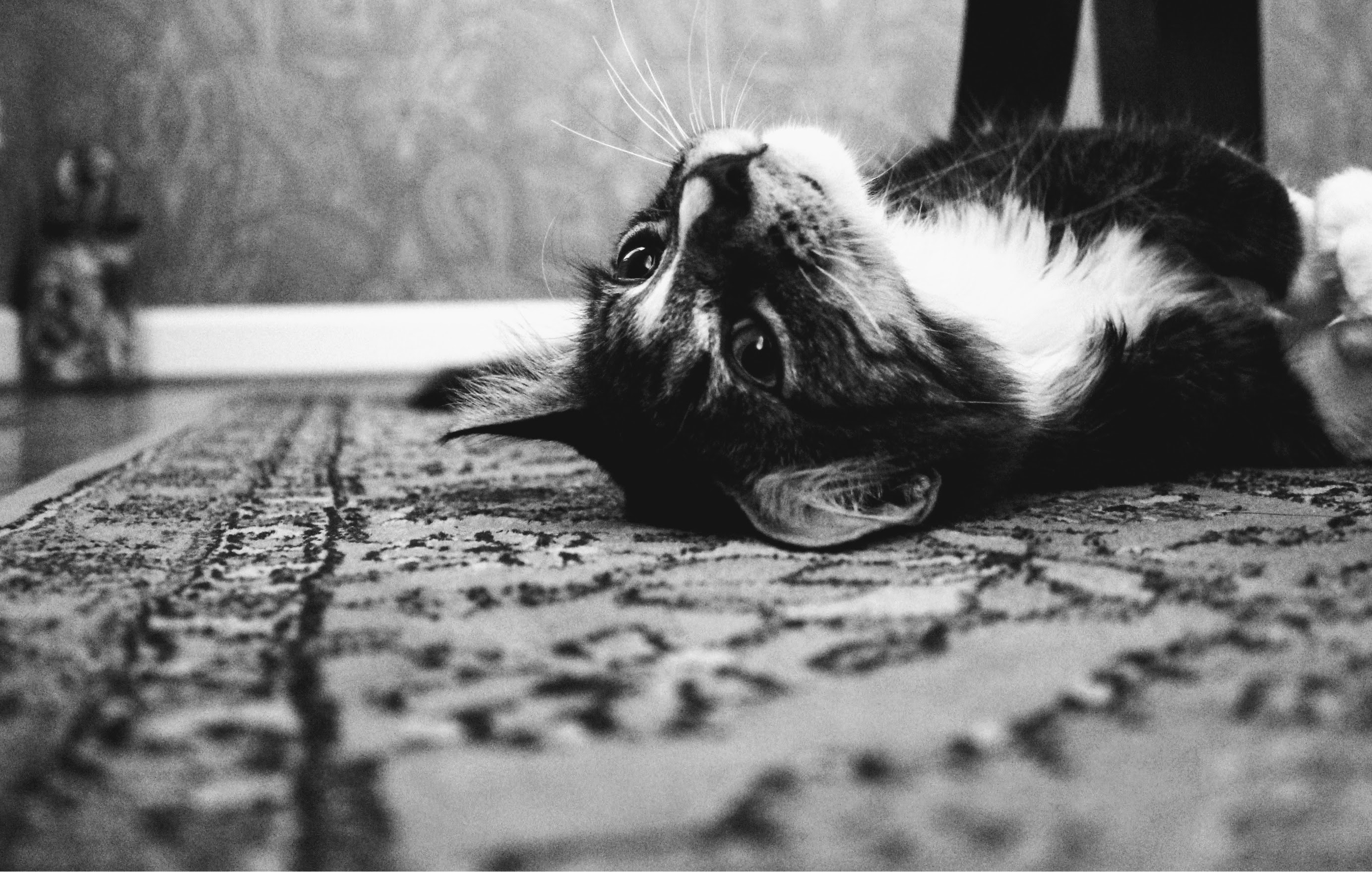 Photo of tuxedo cat laying on rug