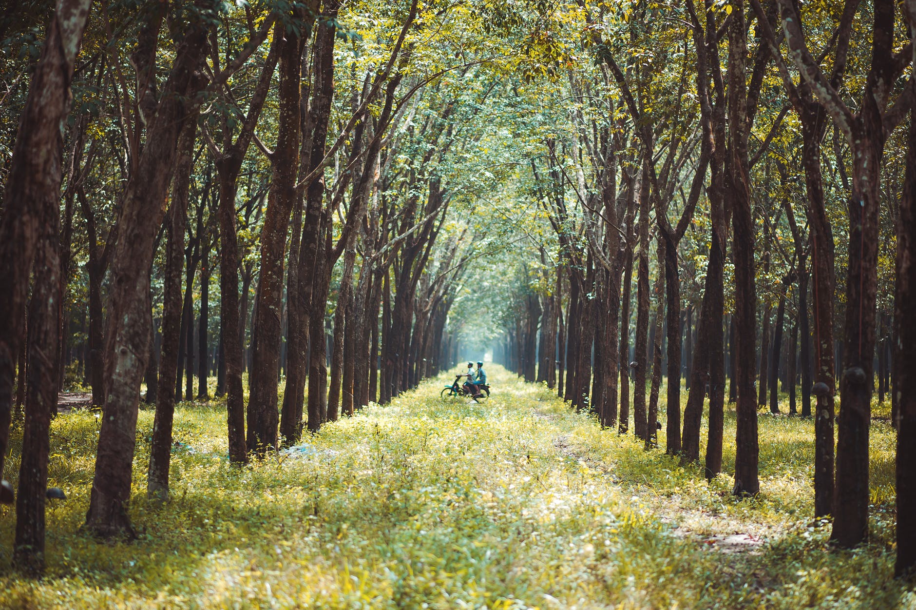 Photo of two person riding motorcycle in the middle of  forest