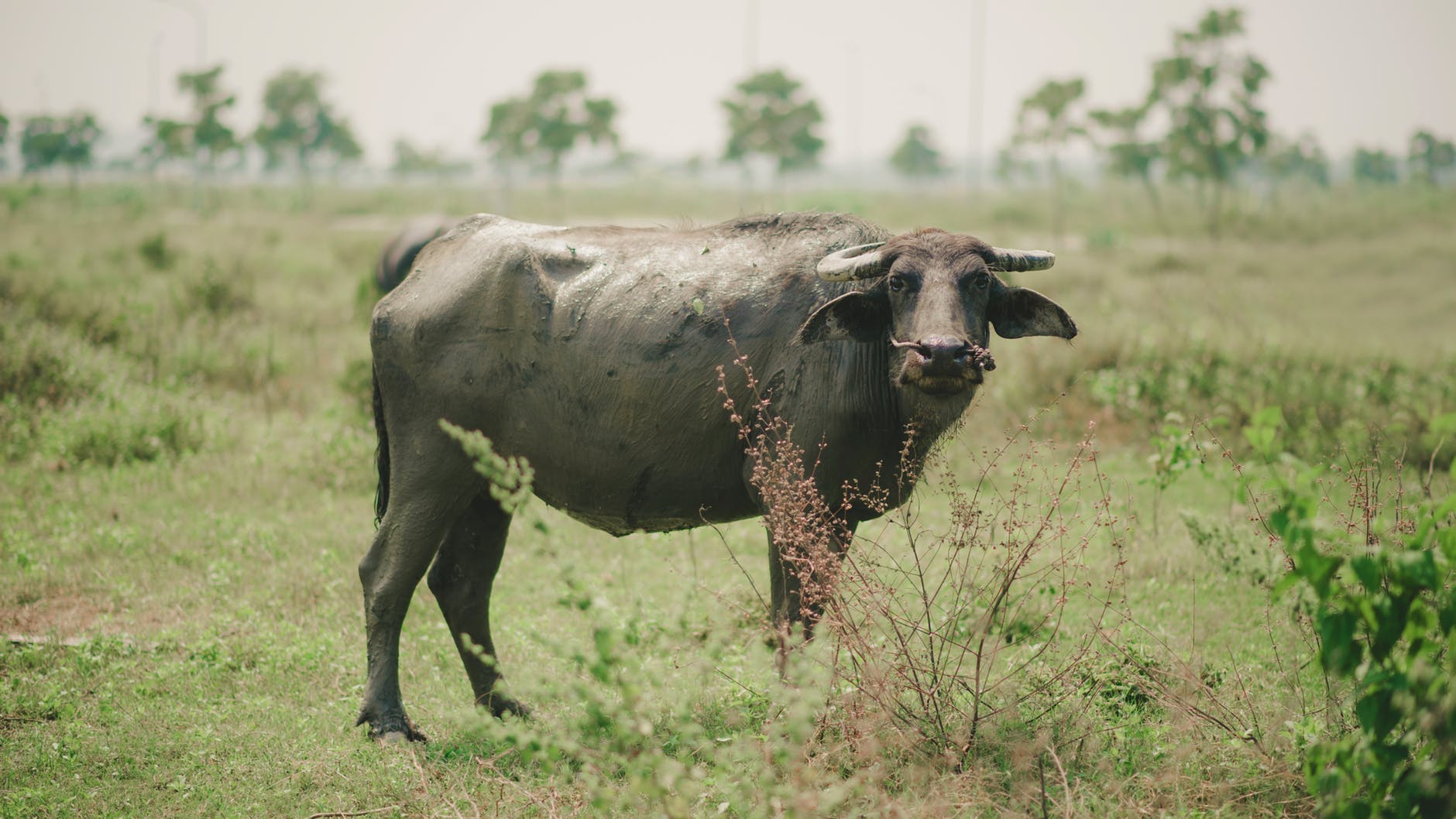 Photo of water buffalo on grass fields