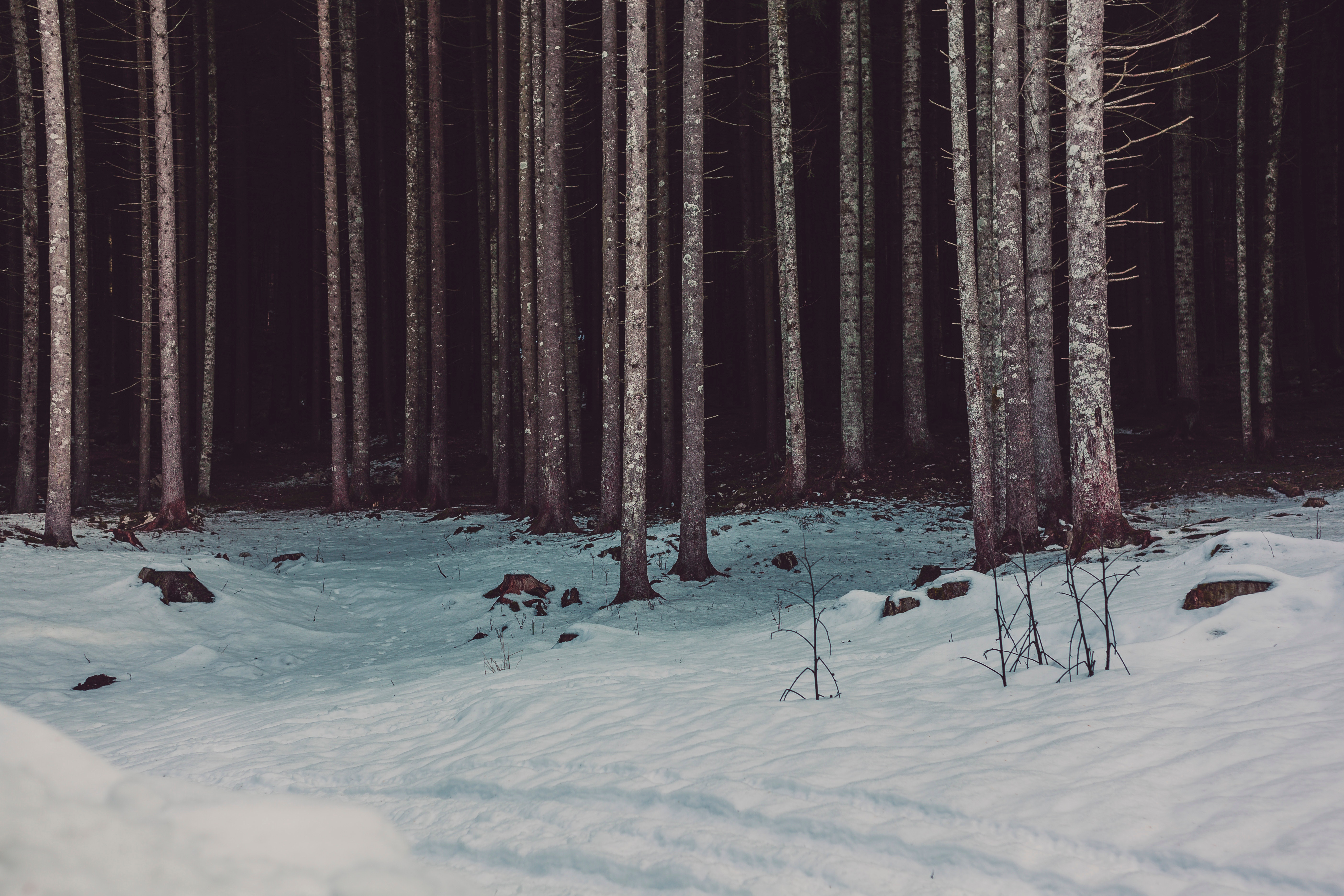 Photo of woods near snow