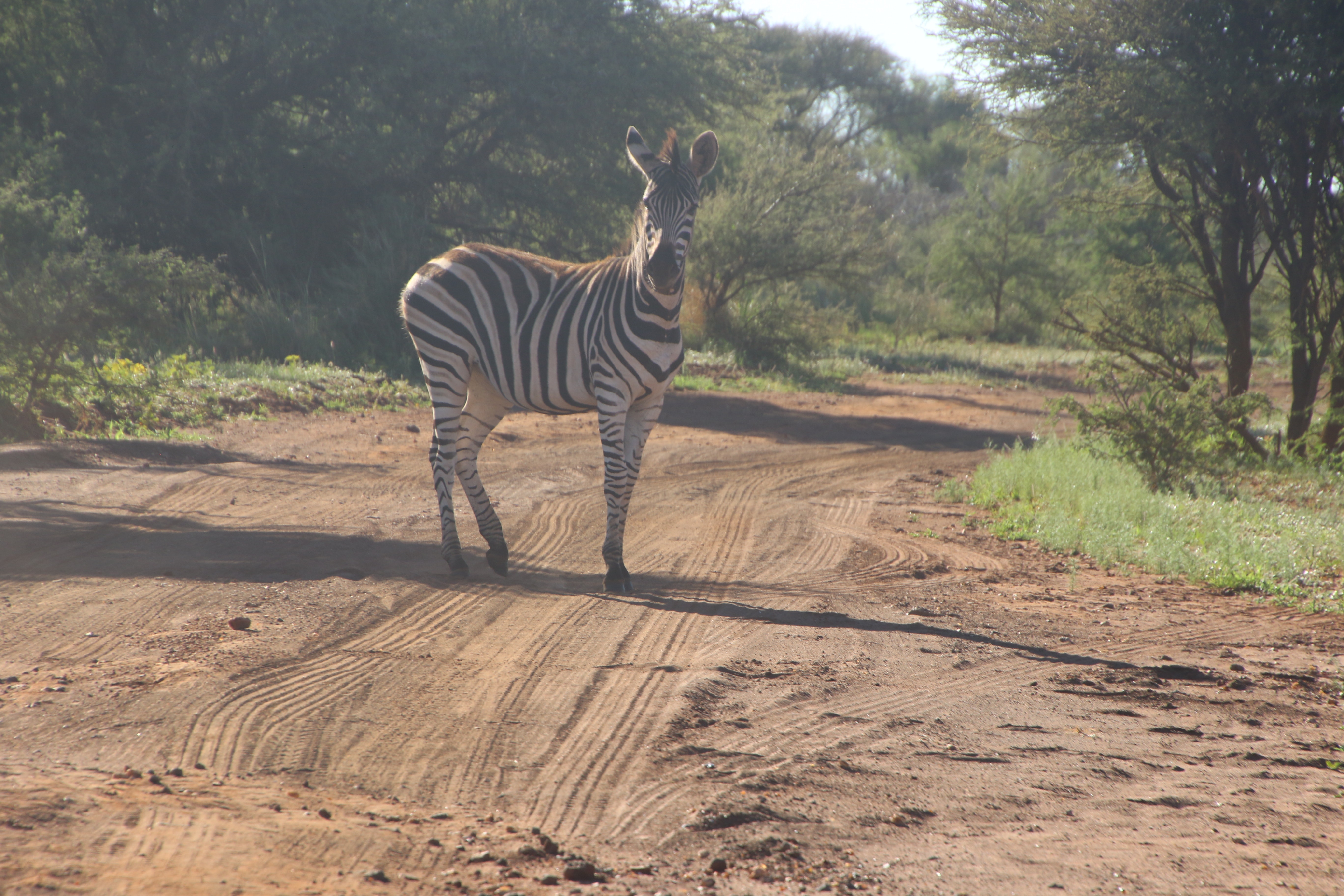 Photo of zebra on dirt road