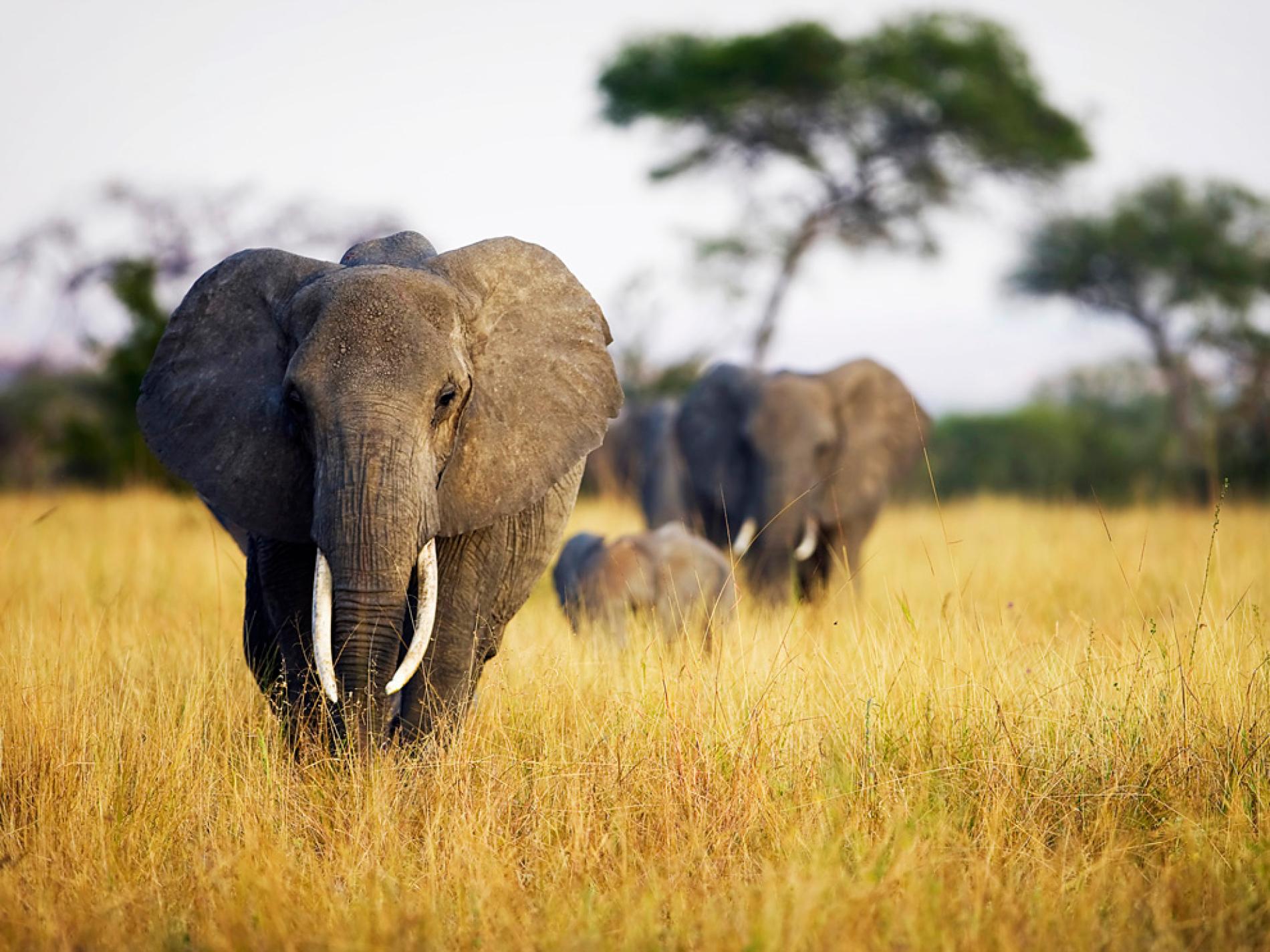Herd of Elephants, Tanzania