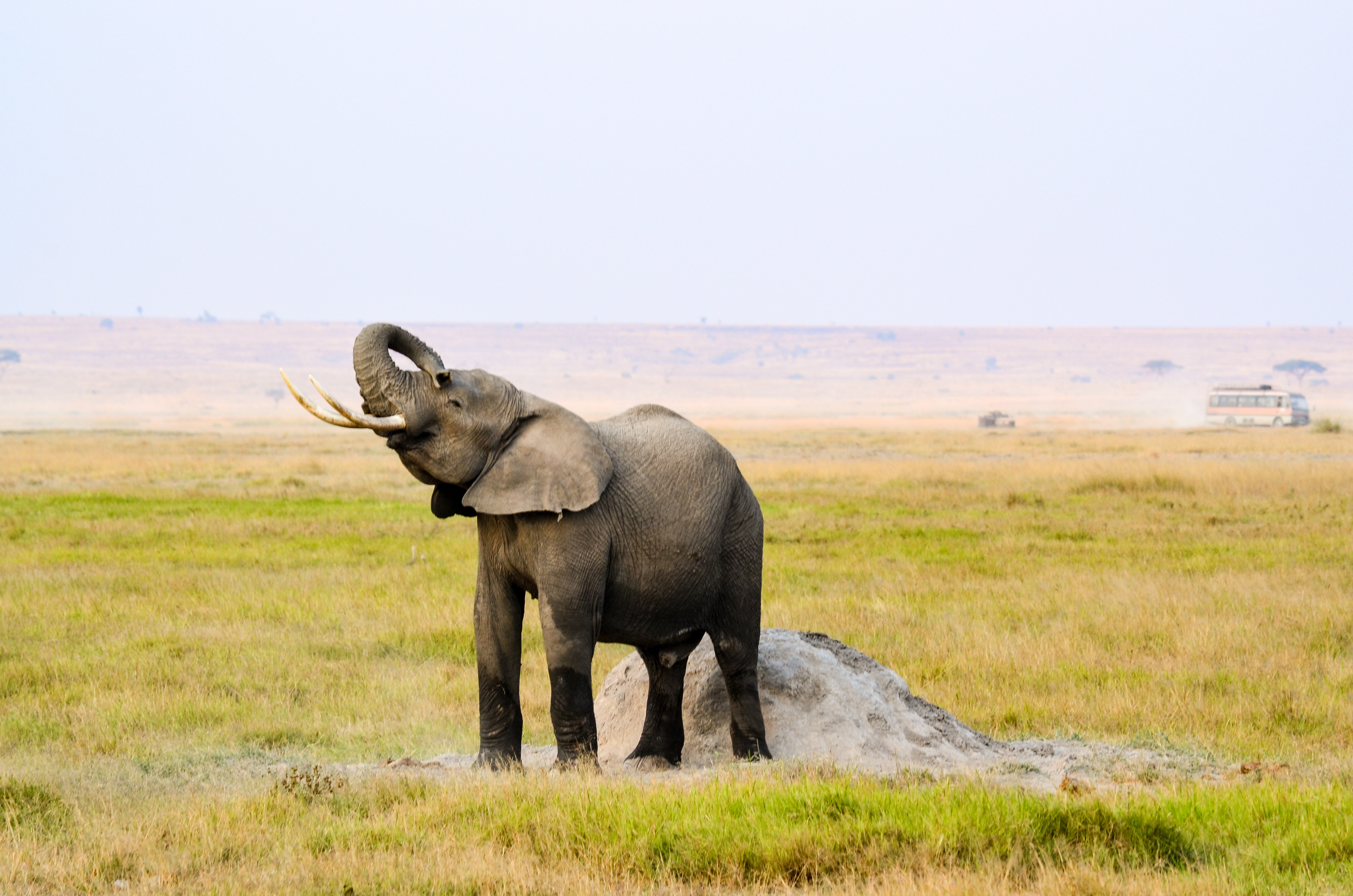 Photograph of Elephant, Animal, Reserve, Mammal, Nature, HQ Photo
