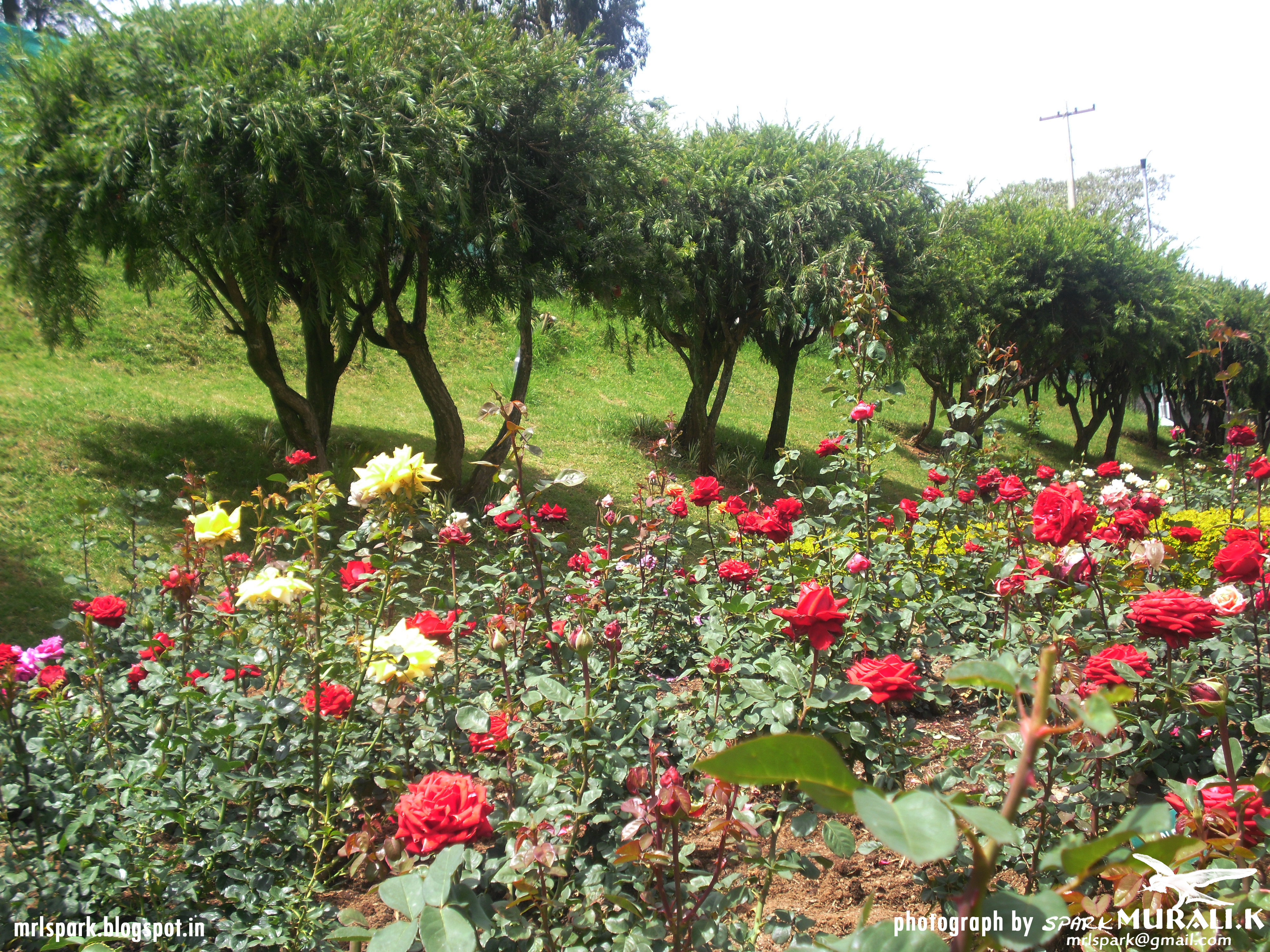 ooty rose garden (photograph by spark MURALI.K) by sparkmurali on ...