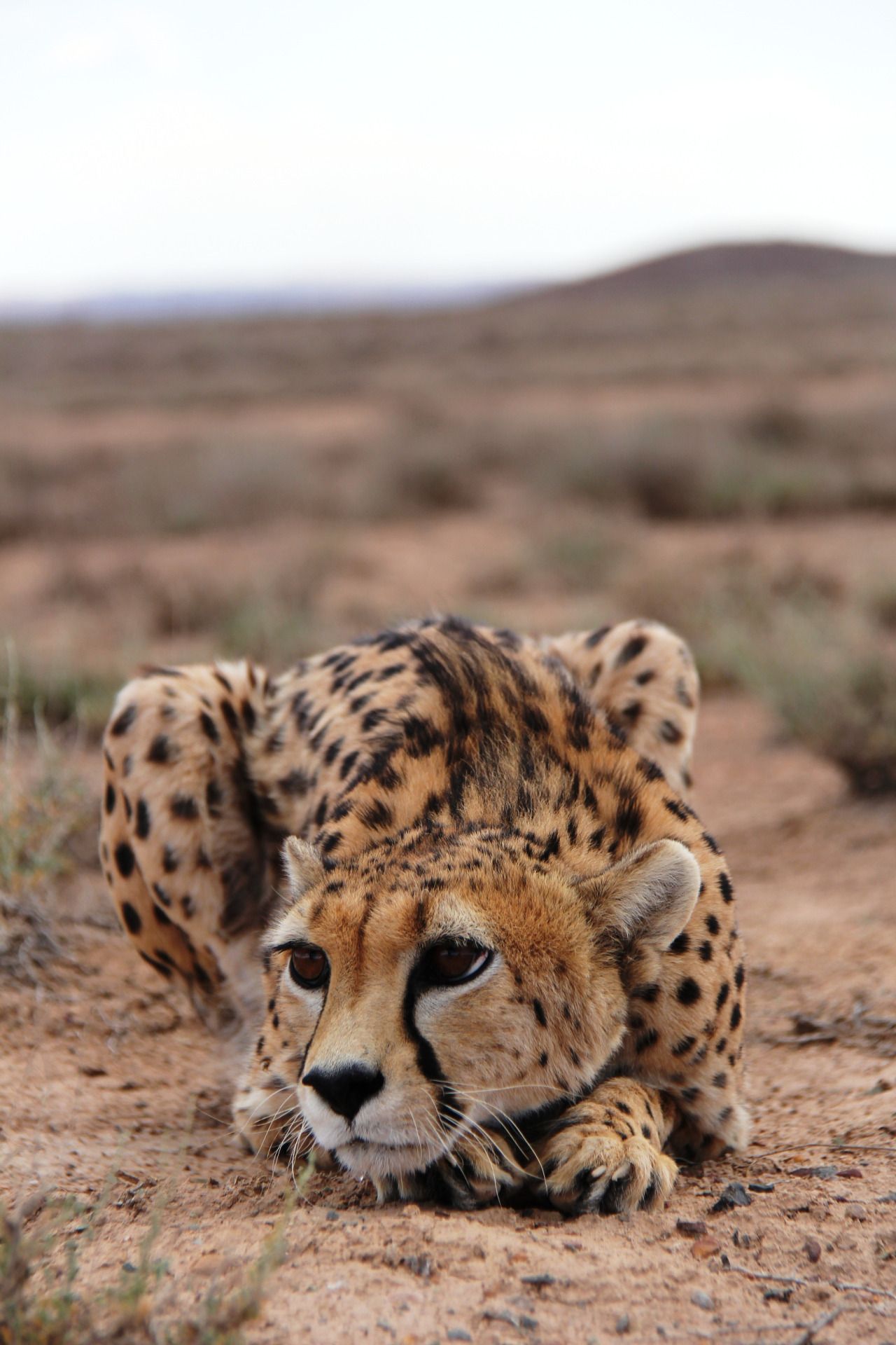 xblossomsakura: Today is international cheetah... - Cheetahs and ...