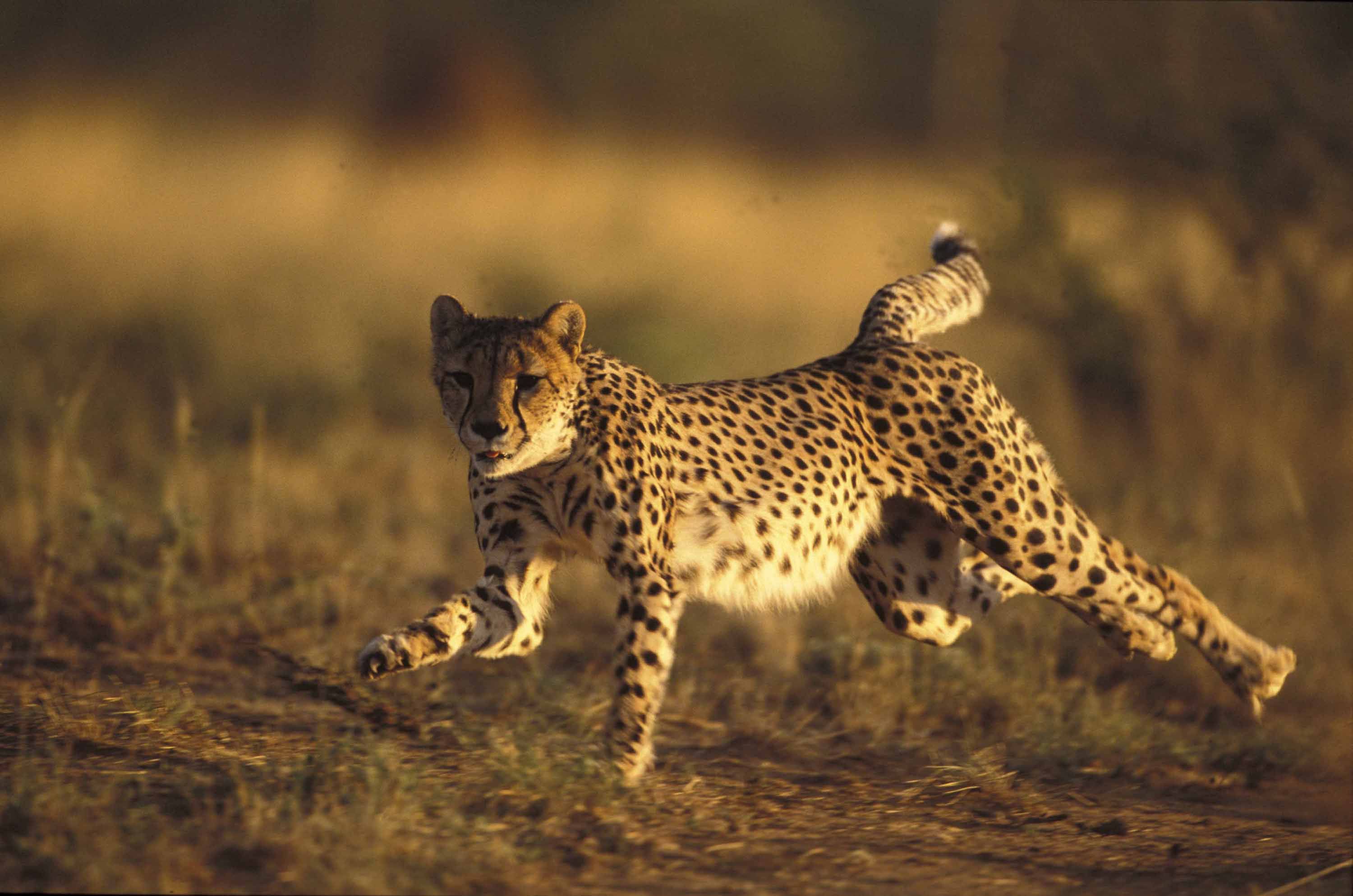 running | Animals Zoo Park: Cheetah Running Pictures, Cheetah ...