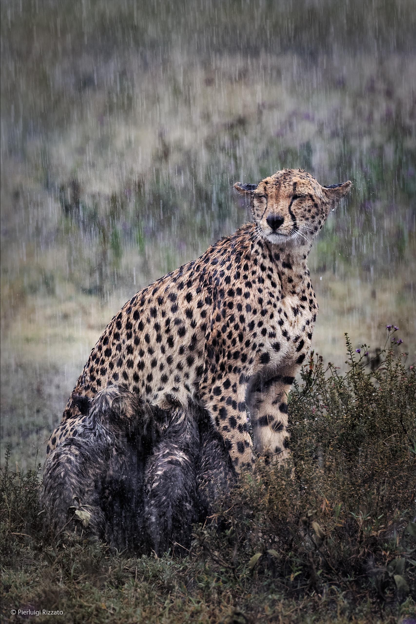 Wildlife Photographer of the Year Finalists | Rain photography ...
