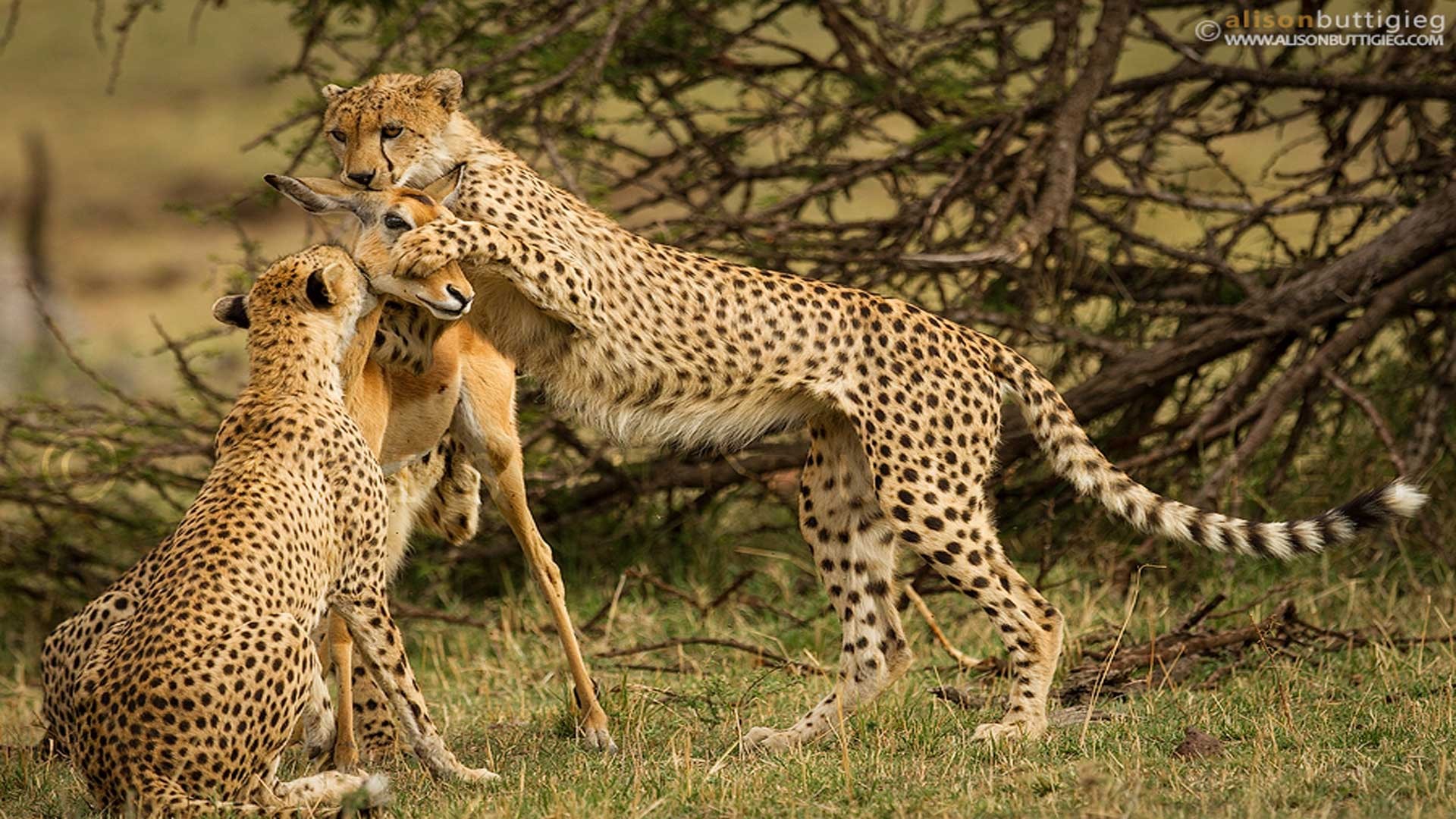 THE CHEETAH KILL(PHOTO SERIES) BY ALISON BUTTIGIEG | Cheetah ...