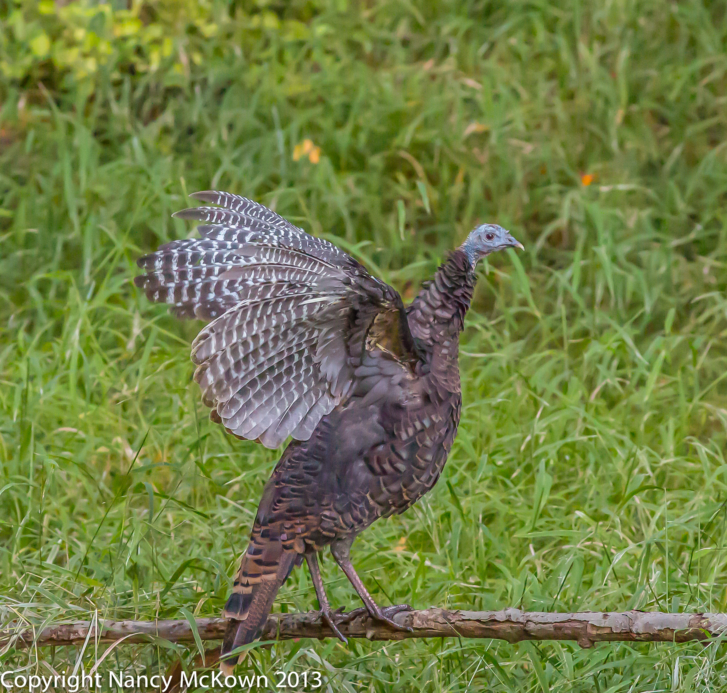 Photographing Michigan Wild Turkeys | Welcome to ...