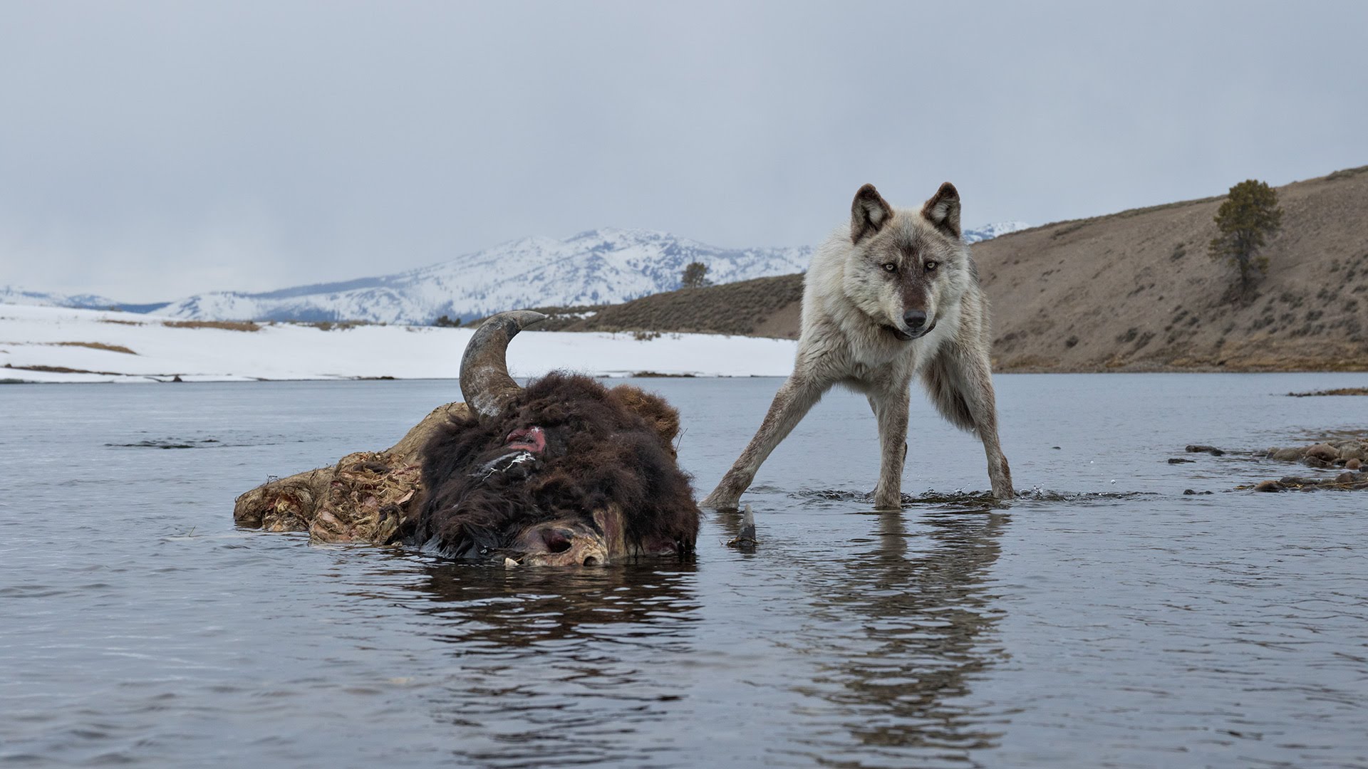 Photographing the Wild Wolves of Yellowstone | National Geographic ...