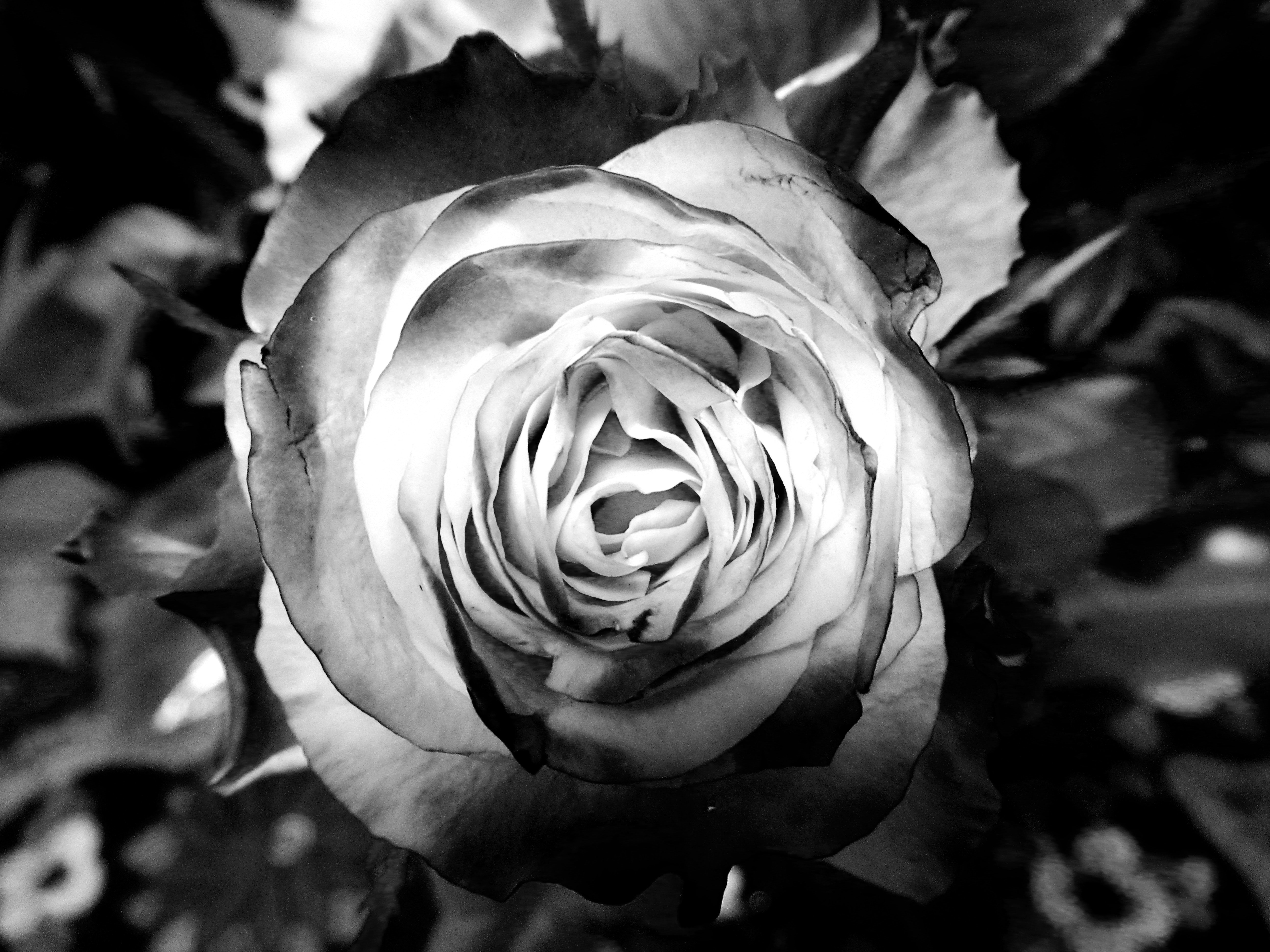 Free photo: Photography Grayscale of Rose - Garden, Texture, Rose ...