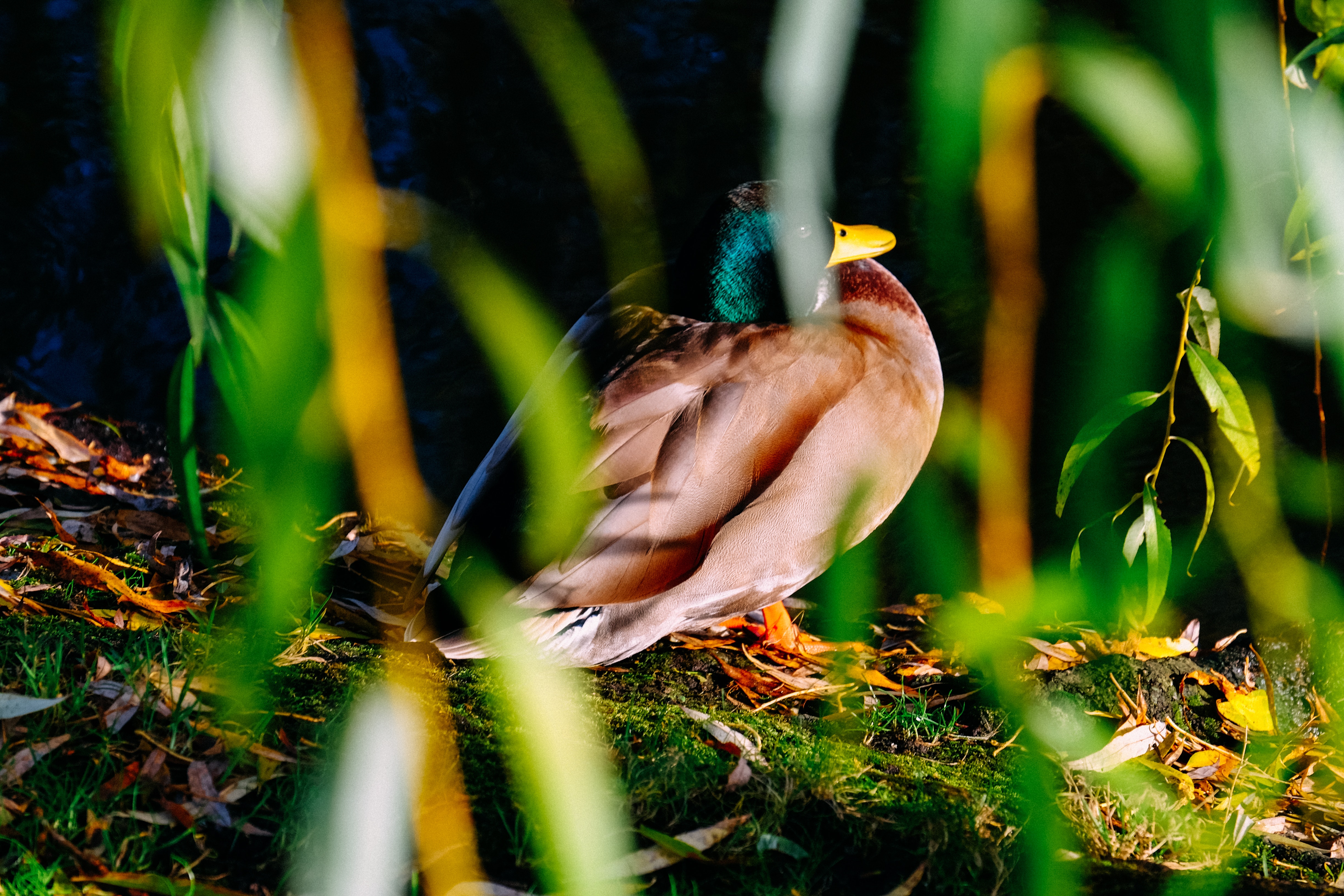 Photography of brown and green mallard duck near green plants