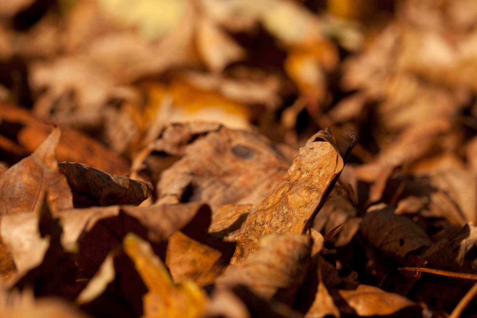 Brown Autumn Leaves Free Stock Photo - Public Domain Pictures