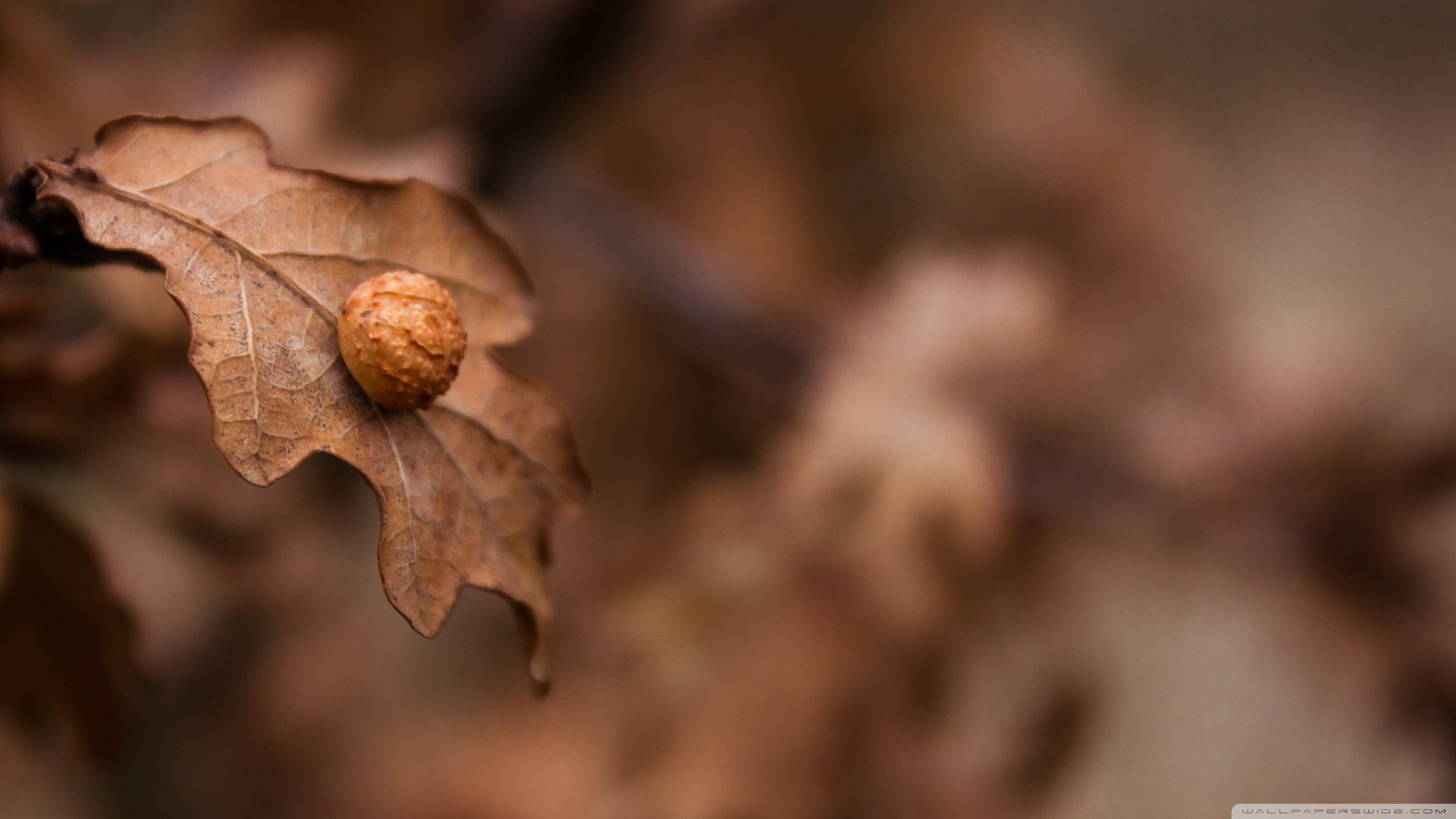 Selective photo of brown leaf HD wallpaper | Wallpaper Flare