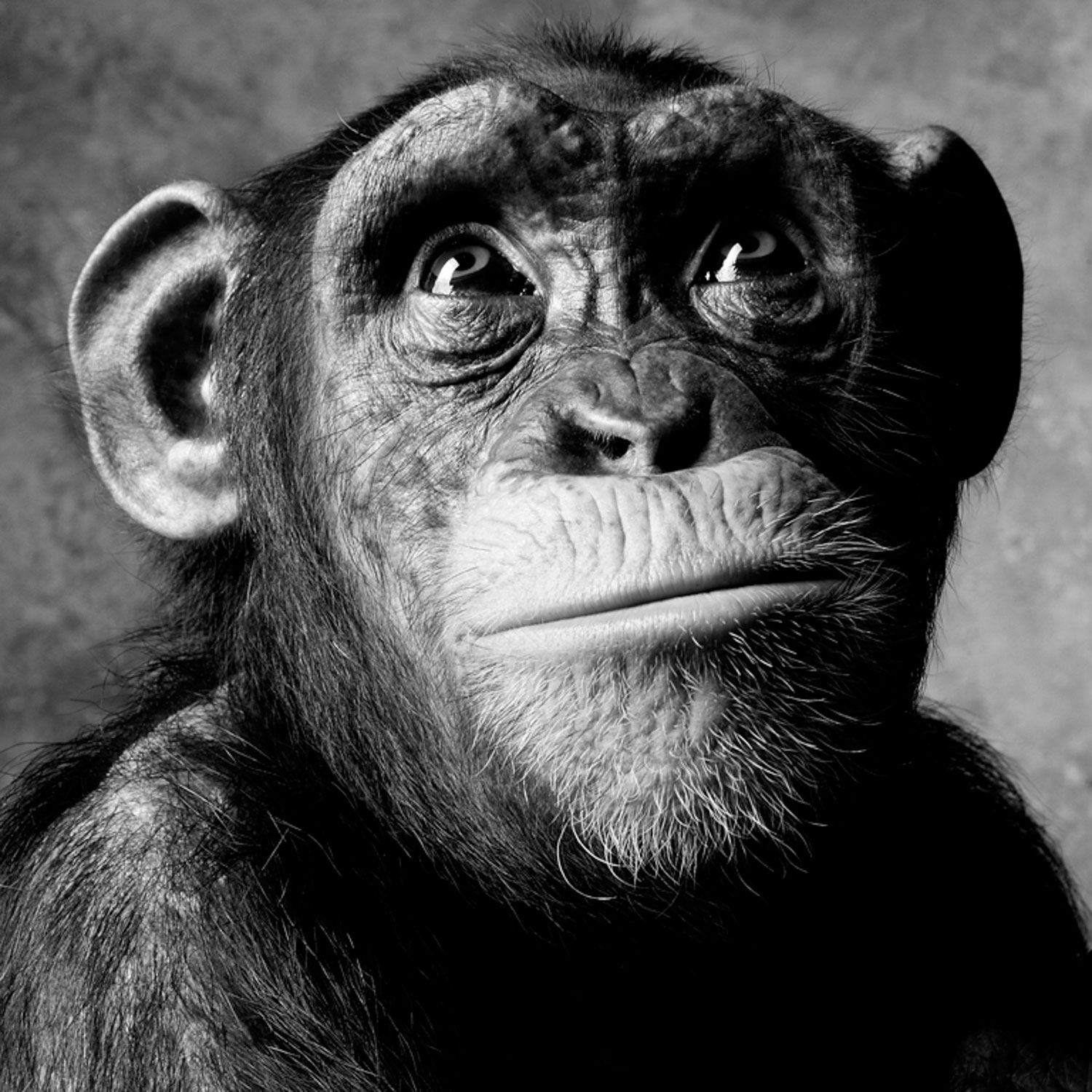 Louis Cahill Photography » Chimp Portrait