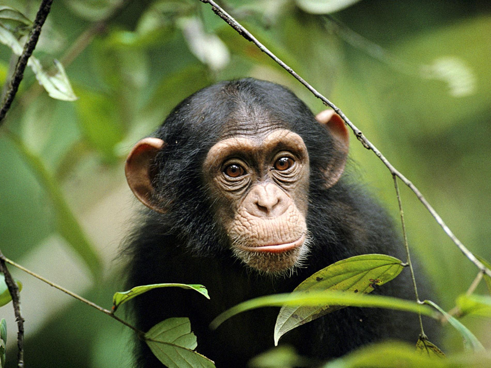 Chimp Pictures - Animal Wallpapers - National Geographic
