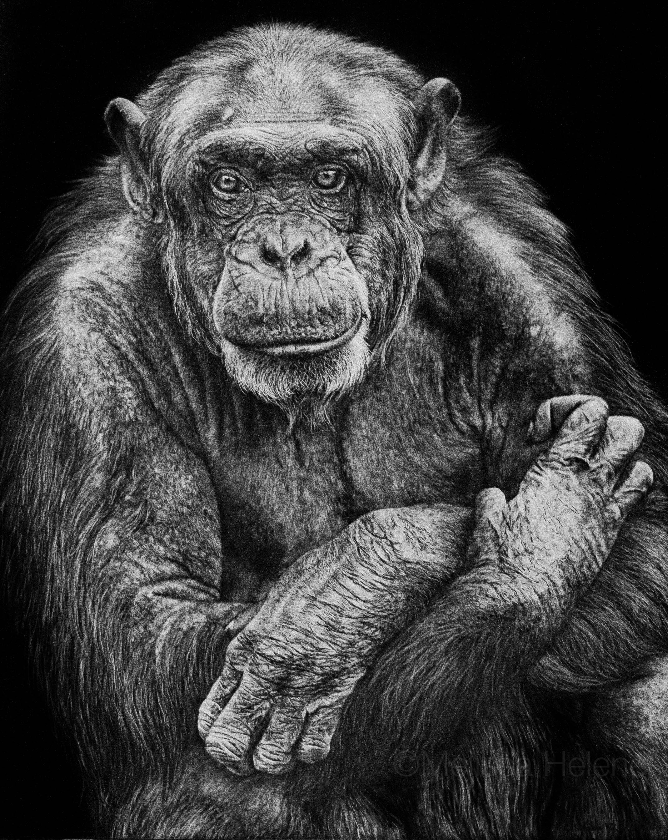 Photography of chimpanzee