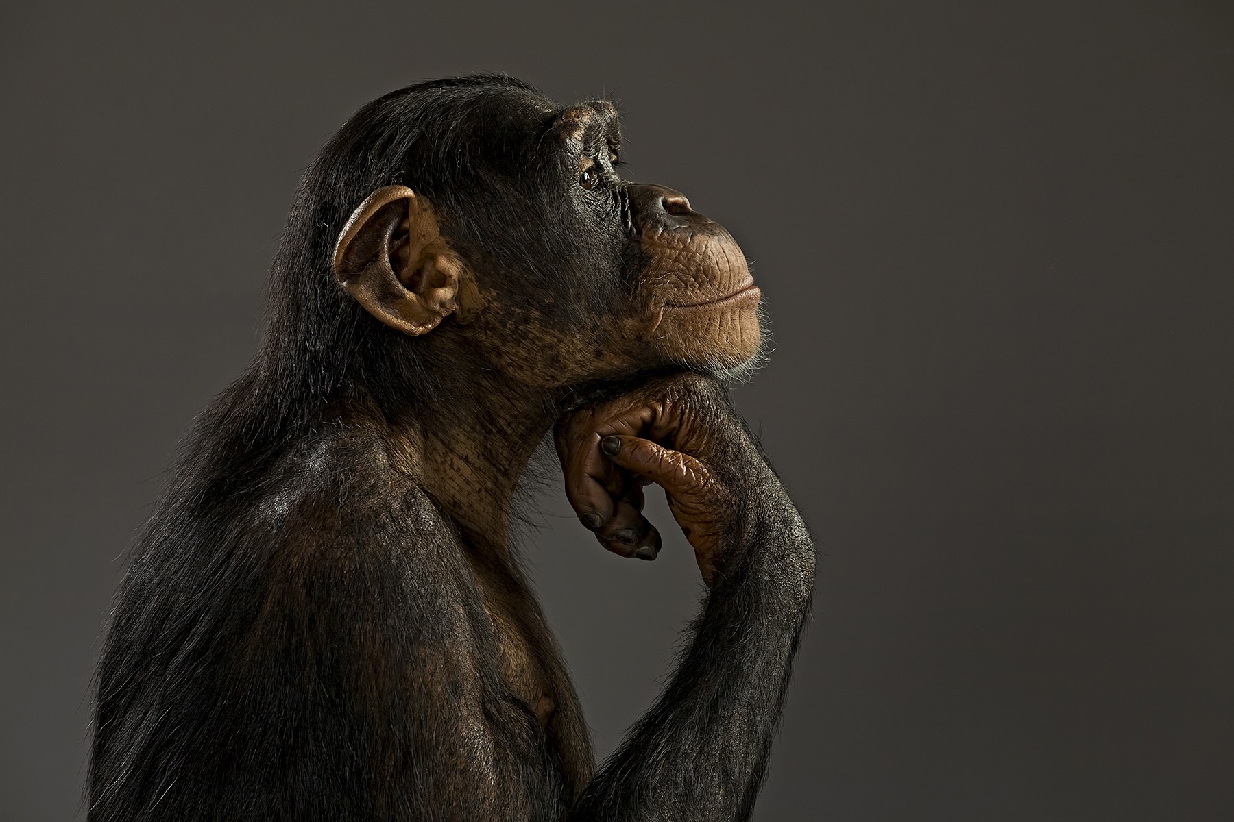 Chimpanzee Rights Get a Day in Court | WIRED