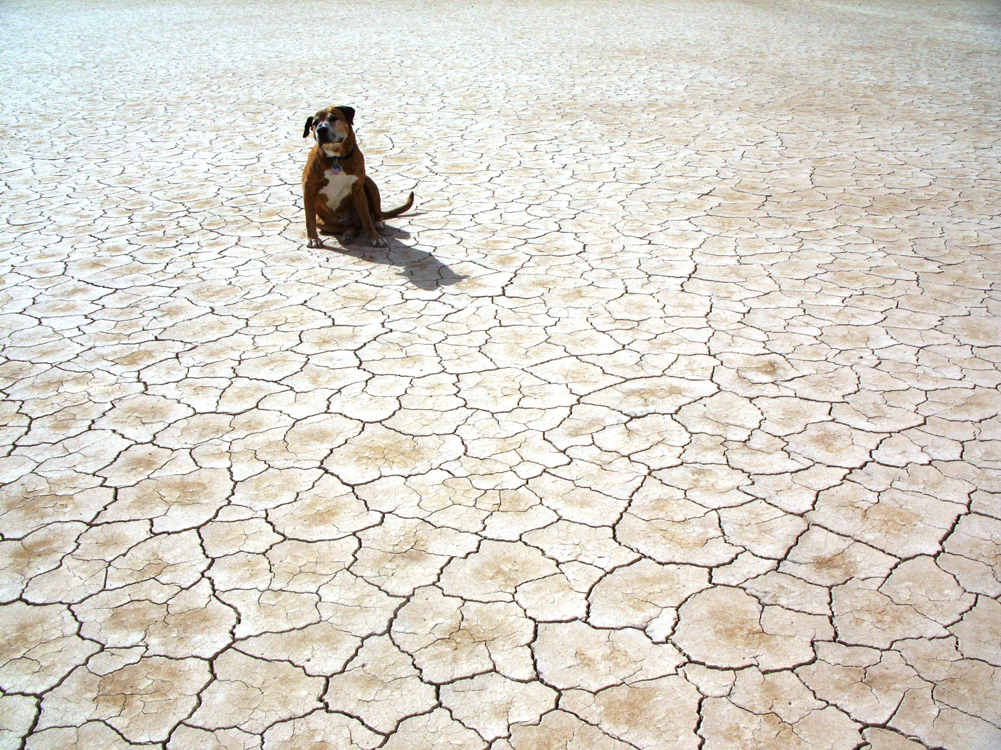 Photography of Dog Sitting on Ground, Animal, Ground, Surface, Sitting, HQ Photo