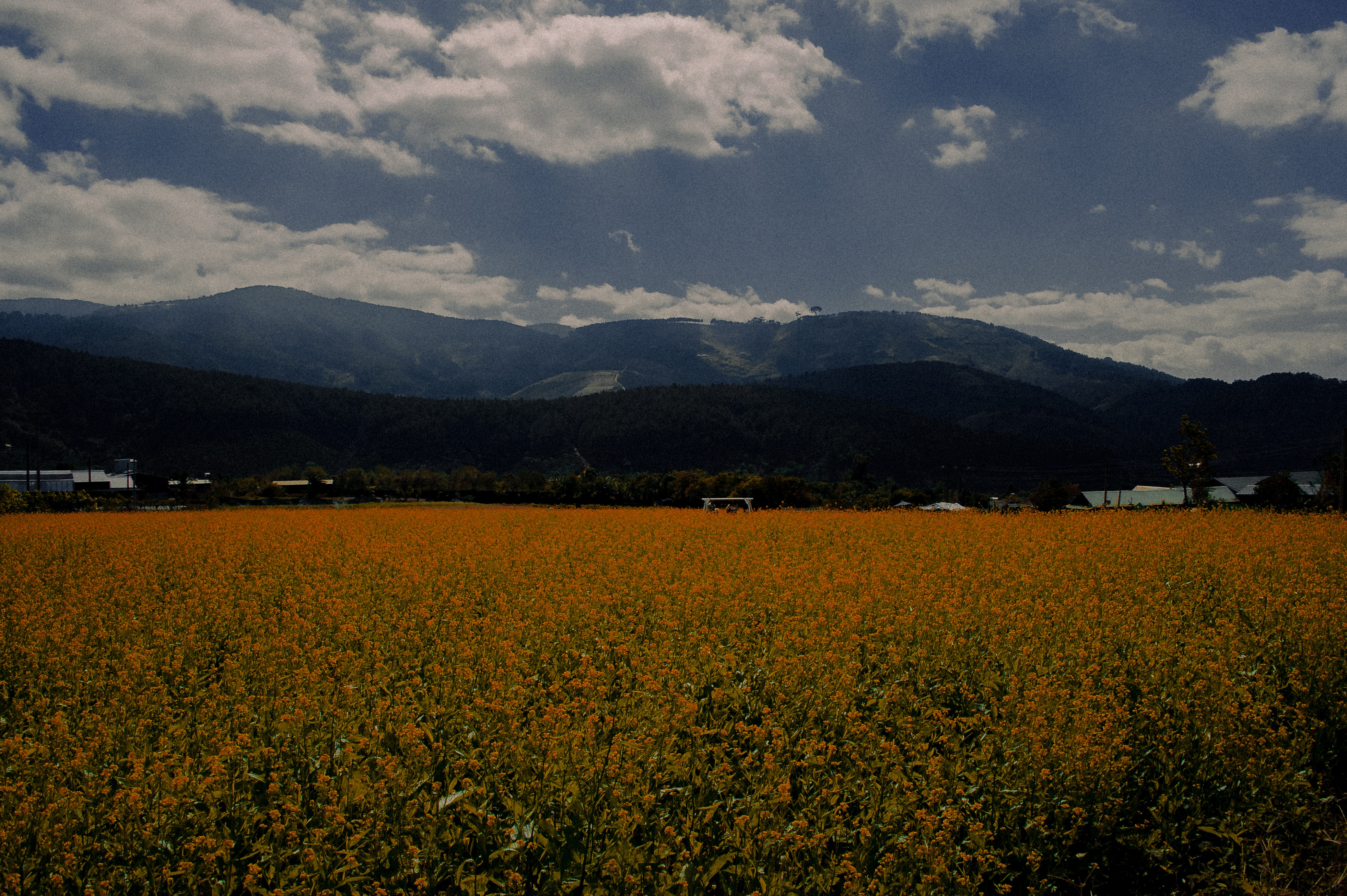 Photography of Flower Field, Agriculture, Landscape, Scenic, Scenery, HQ Photo