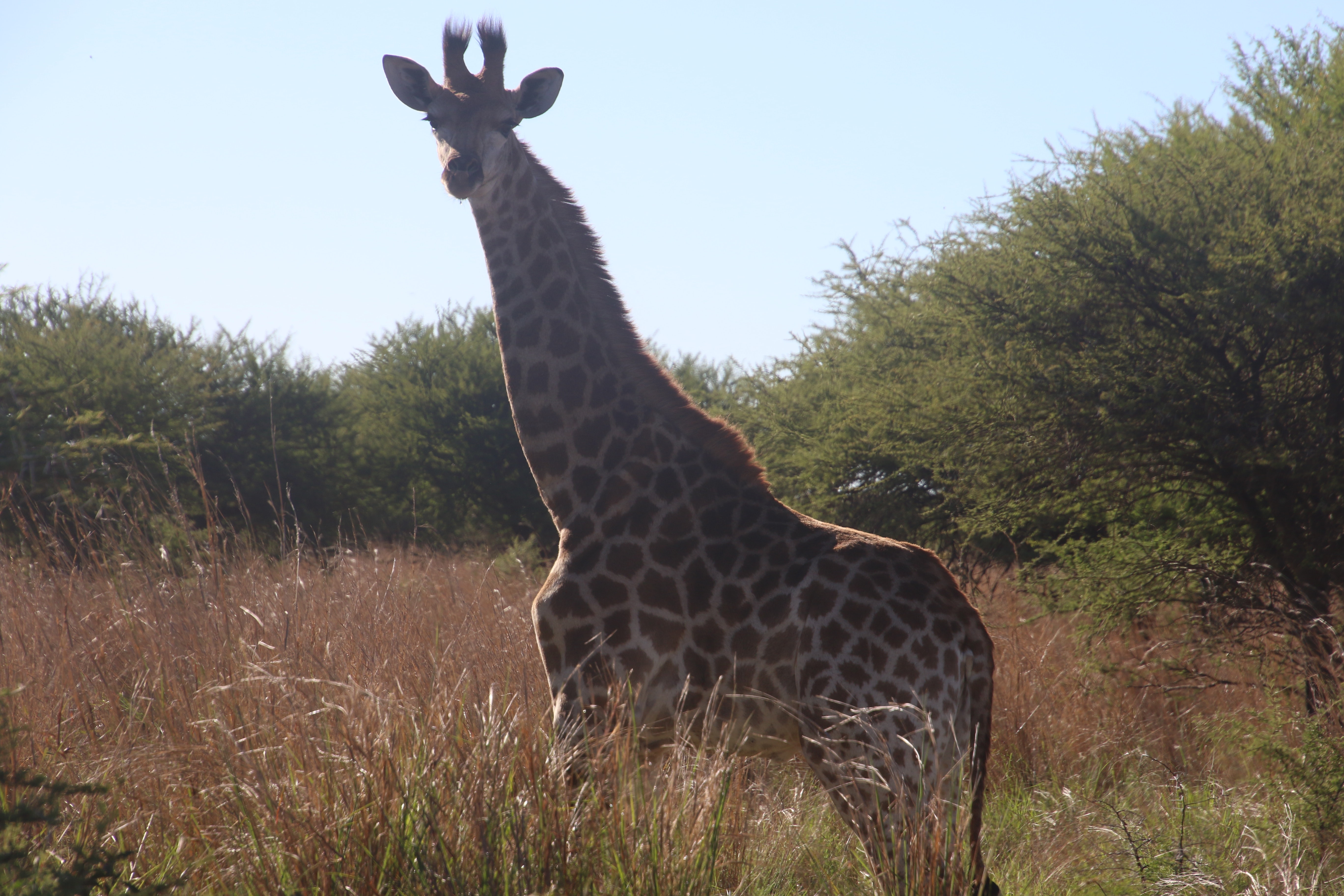Photography of giraffe during daytime
