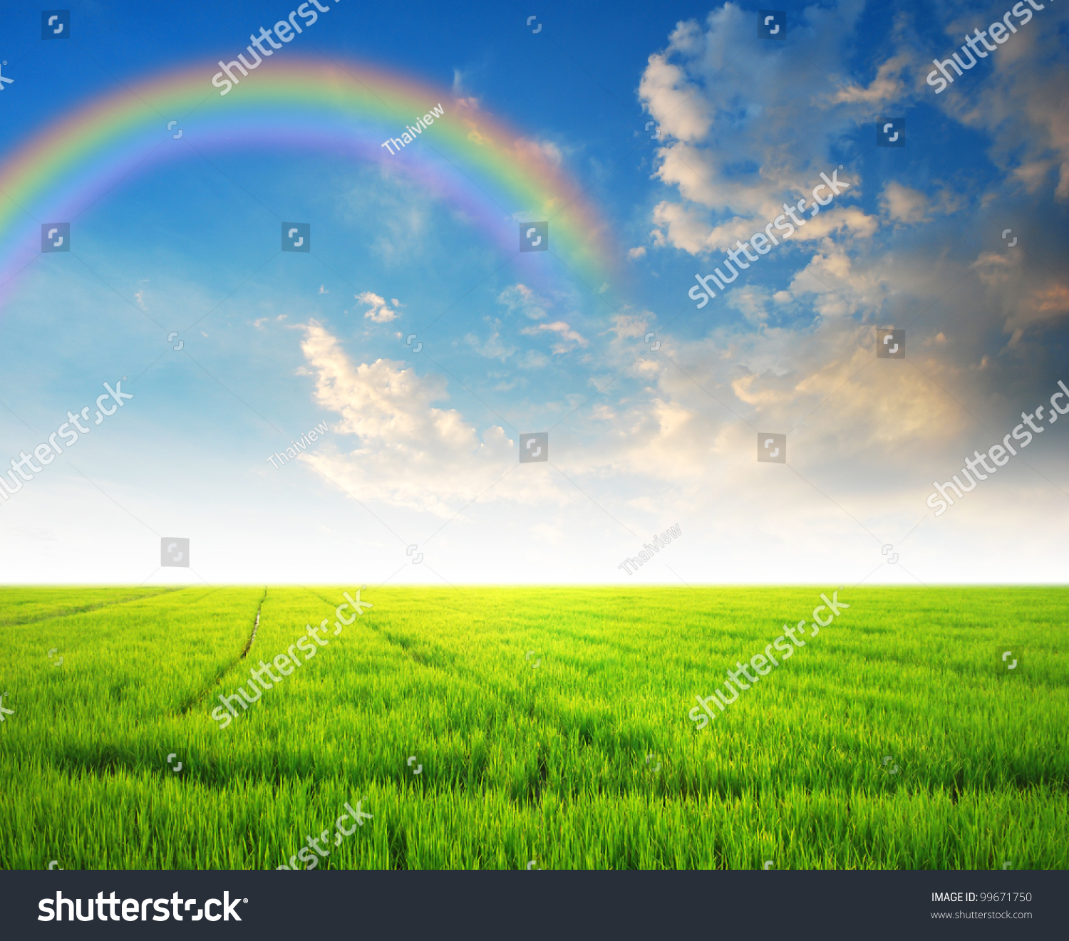 Rice Field Green Grass Blue Sky Stock Photo 99671750 - Shutterstock