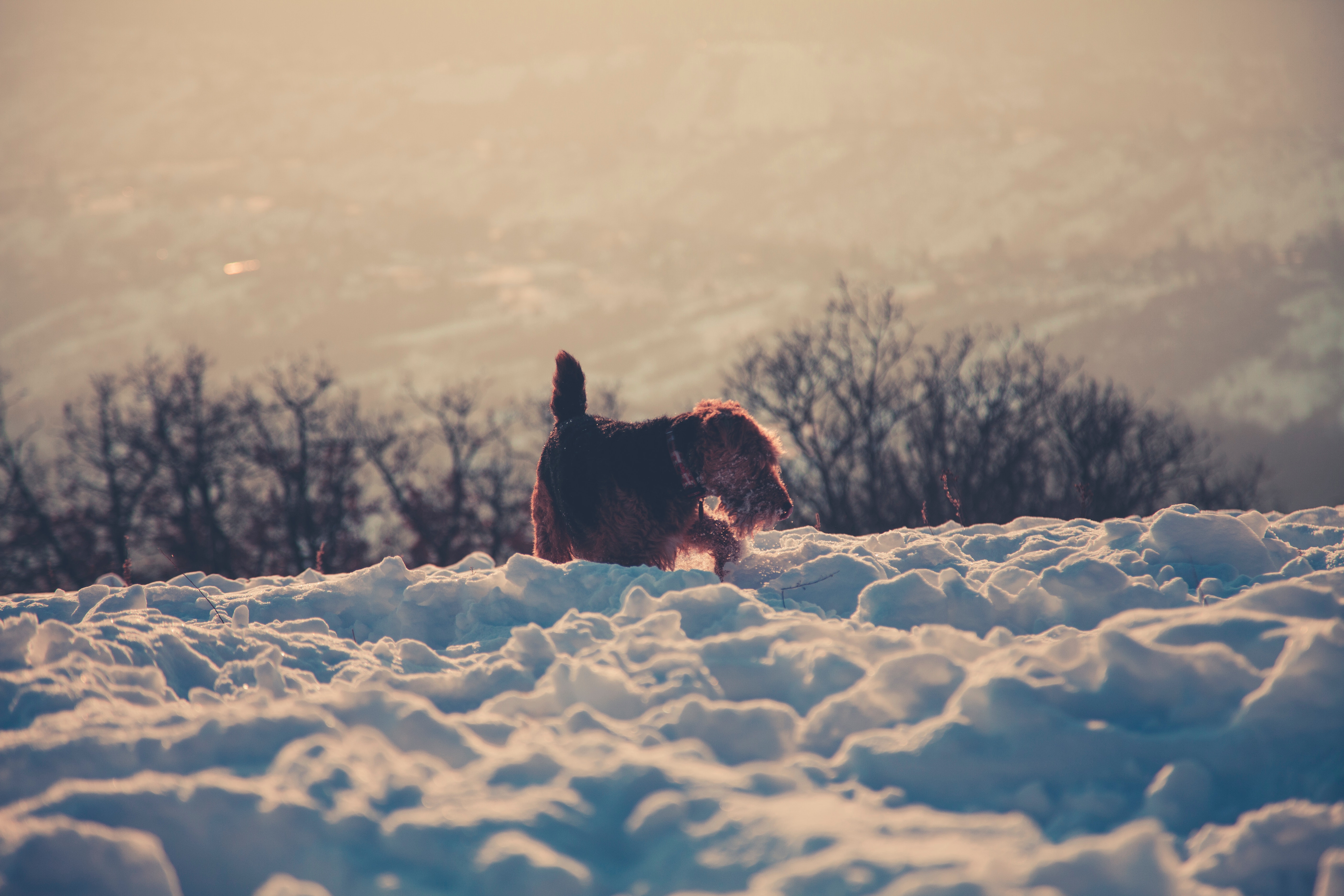 Photography of long-coated brown dog standing on snow covered floor