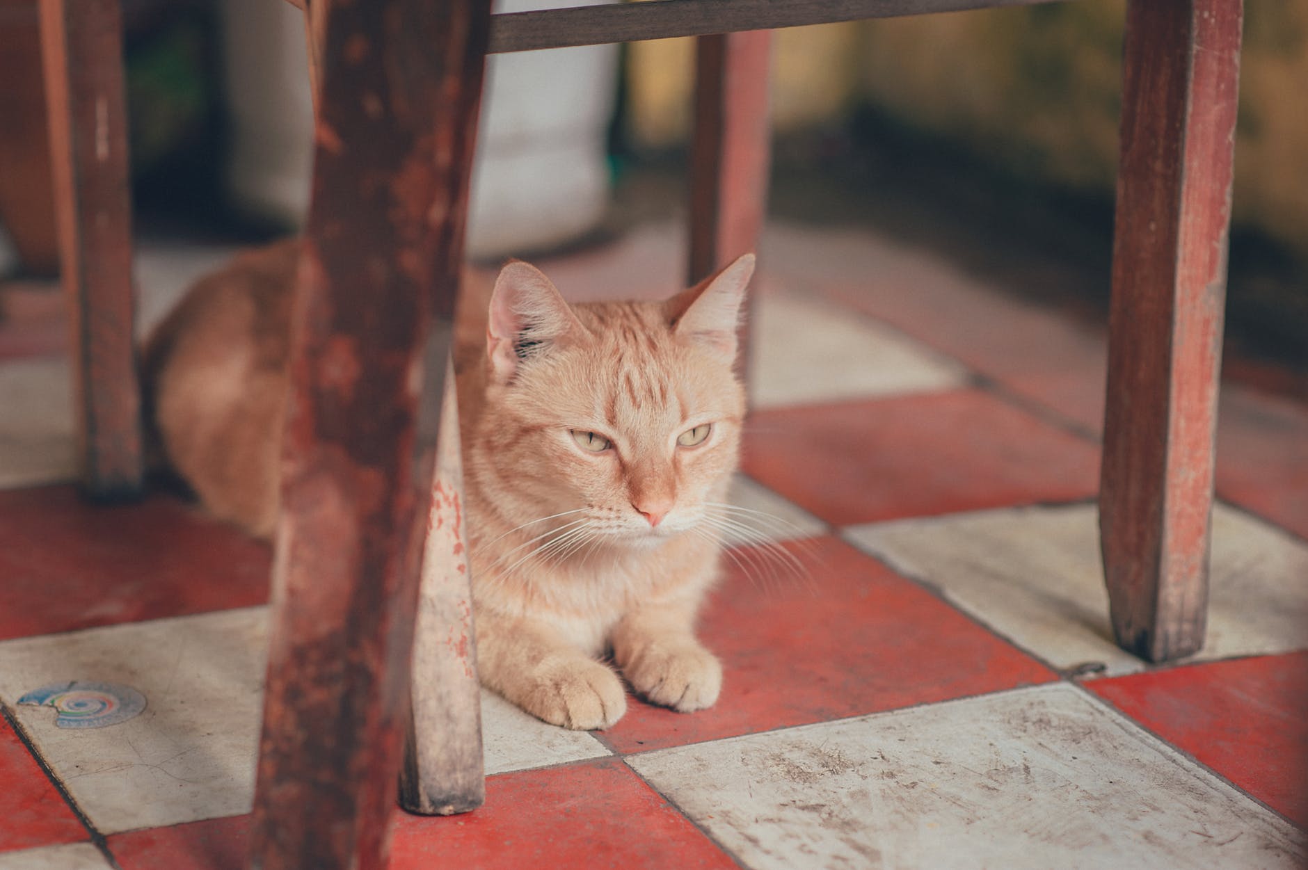 Photography of orange tabby cat lying on floor