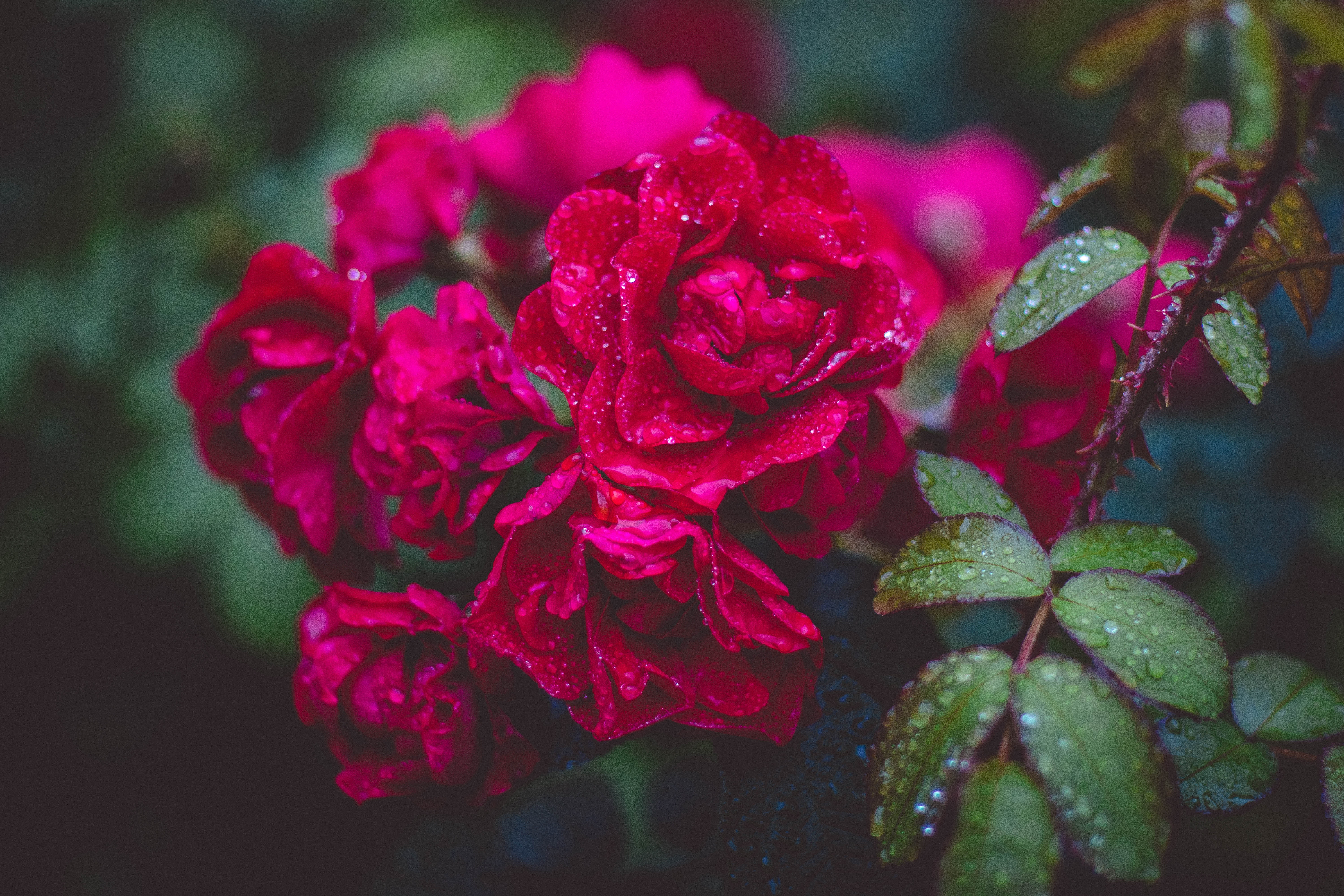 Photography of red roses