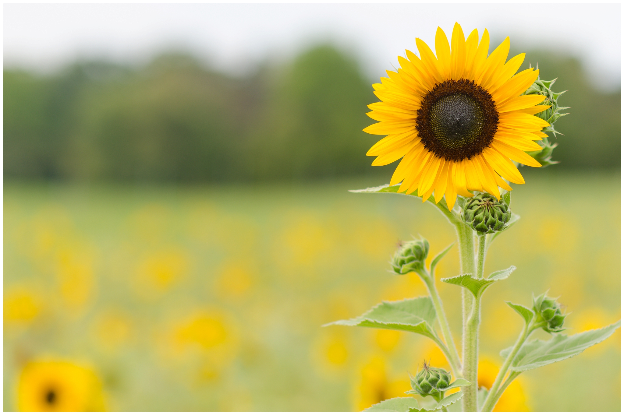 Burnside Farms – Sunflower Picking – Alexandra Michelle Photography Blog
