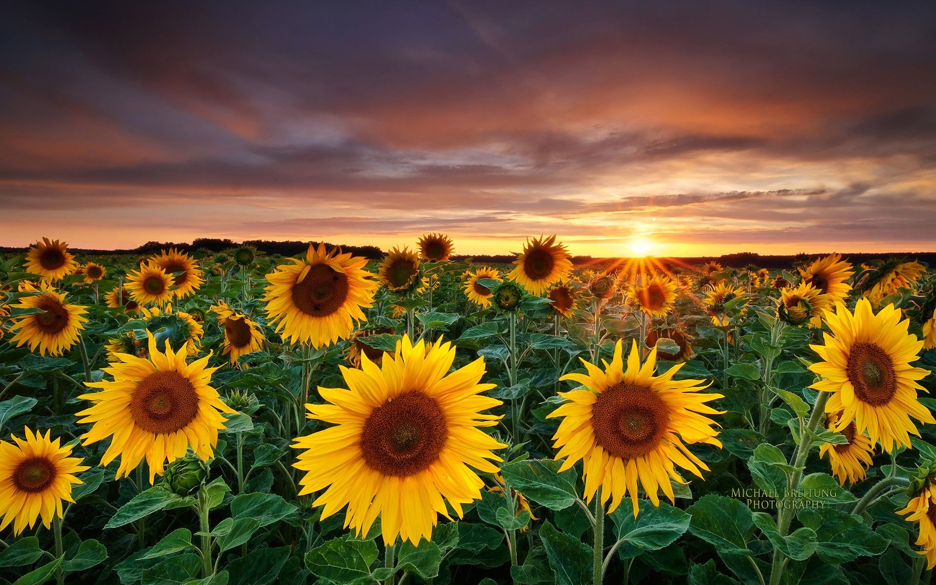 Amazing Nature Photography | nature-photography-fields-sunflowers ...