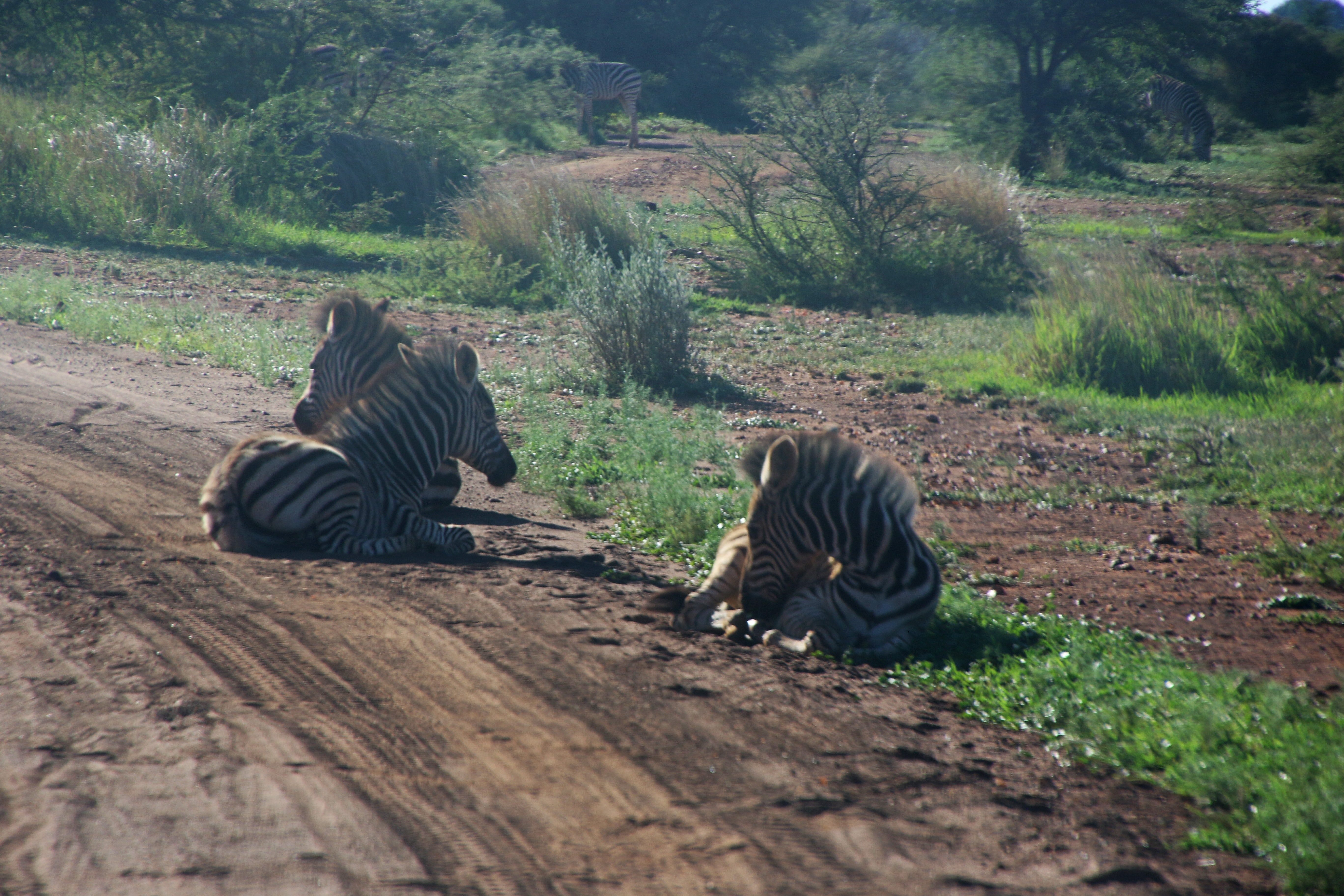 Photography of three zebras lying down