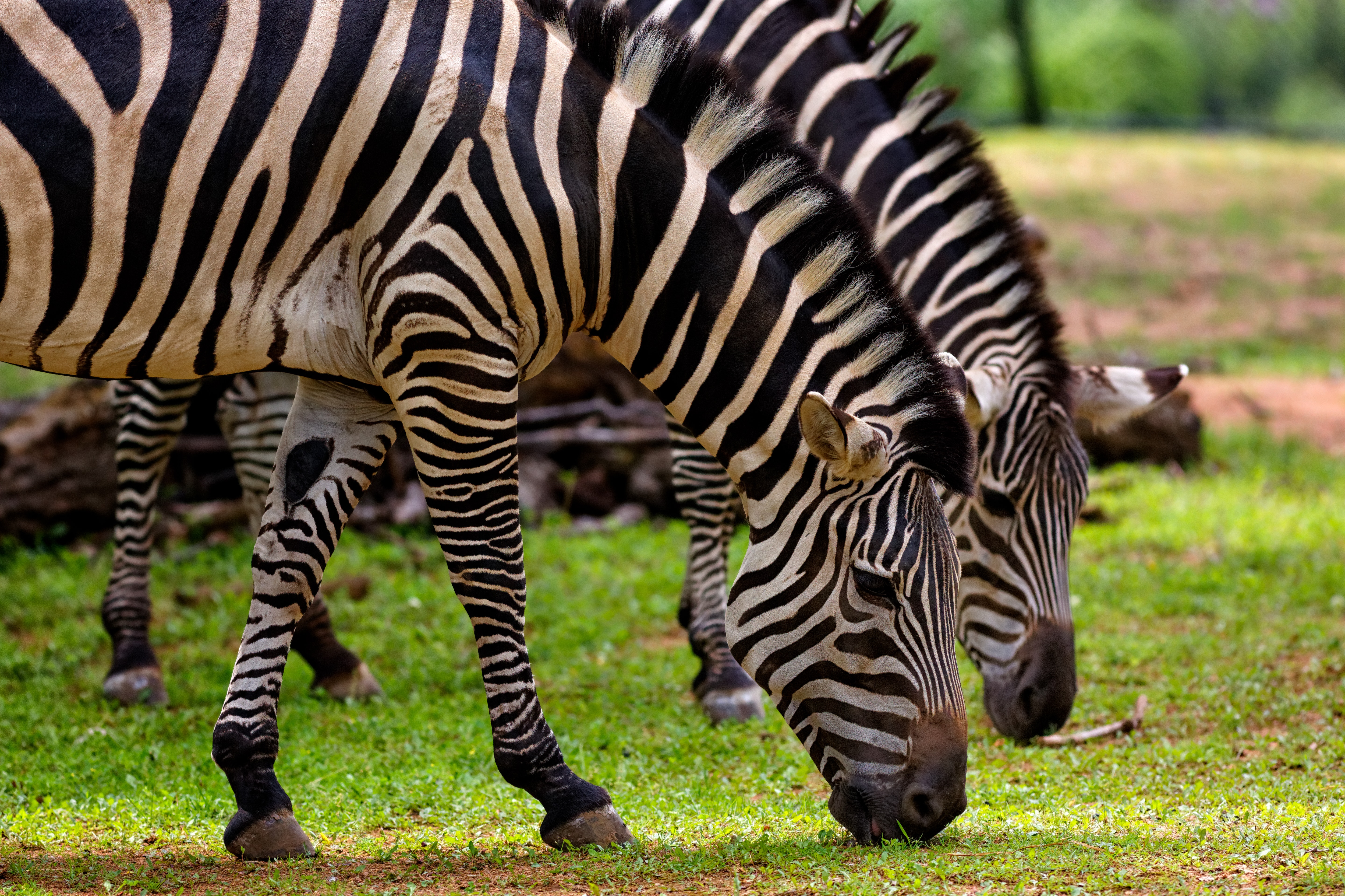 Photography of Two Zebra Eating Grass, Head, Wildlife, Wild animal, Stripes, HQ Photo