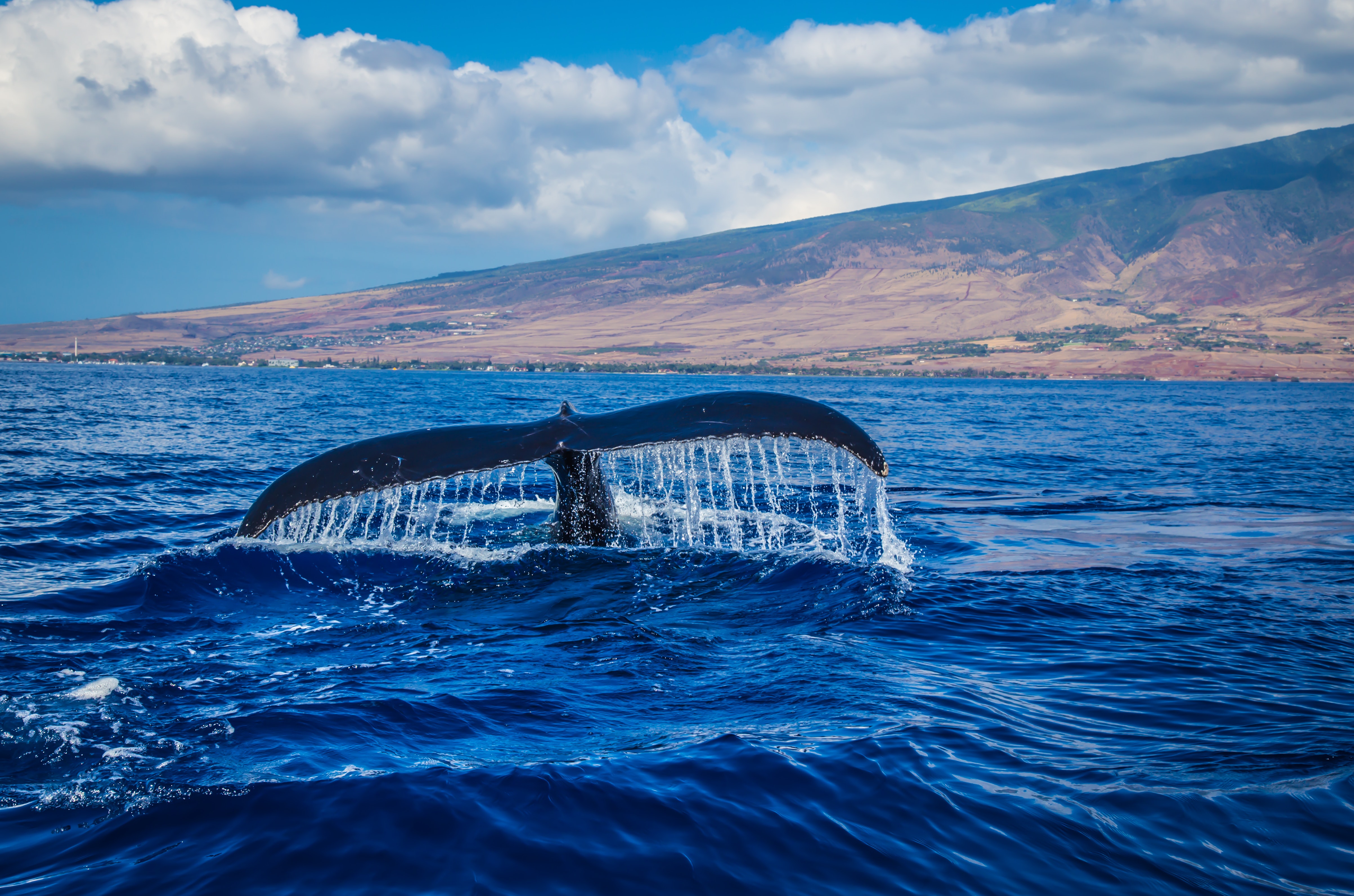 Photography of whale tail in body of water