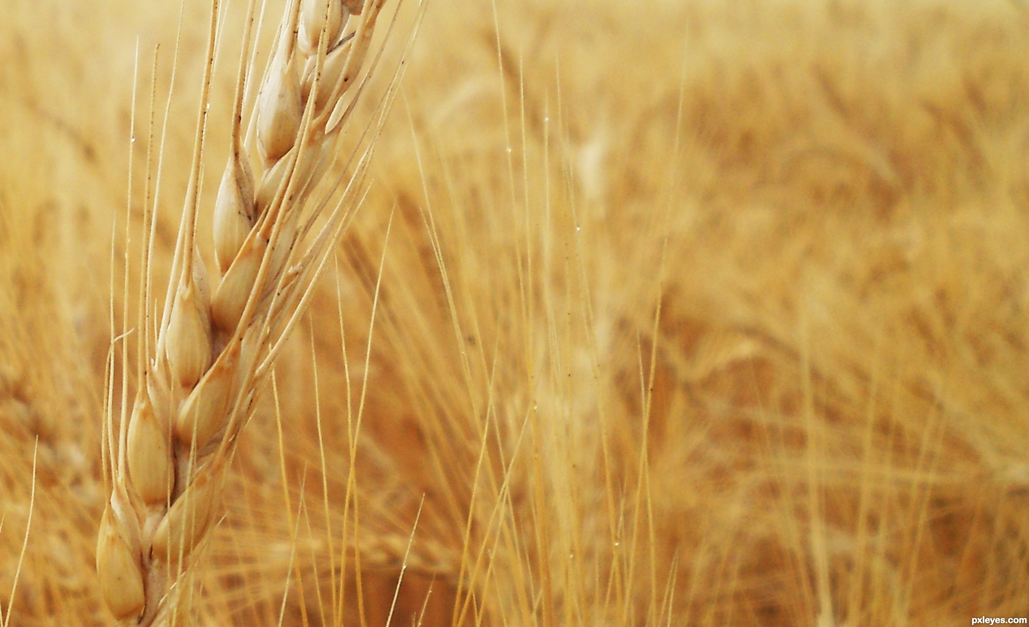 Wheat Photography Contest Pictures - Image Page 1 - Pxleyes.com