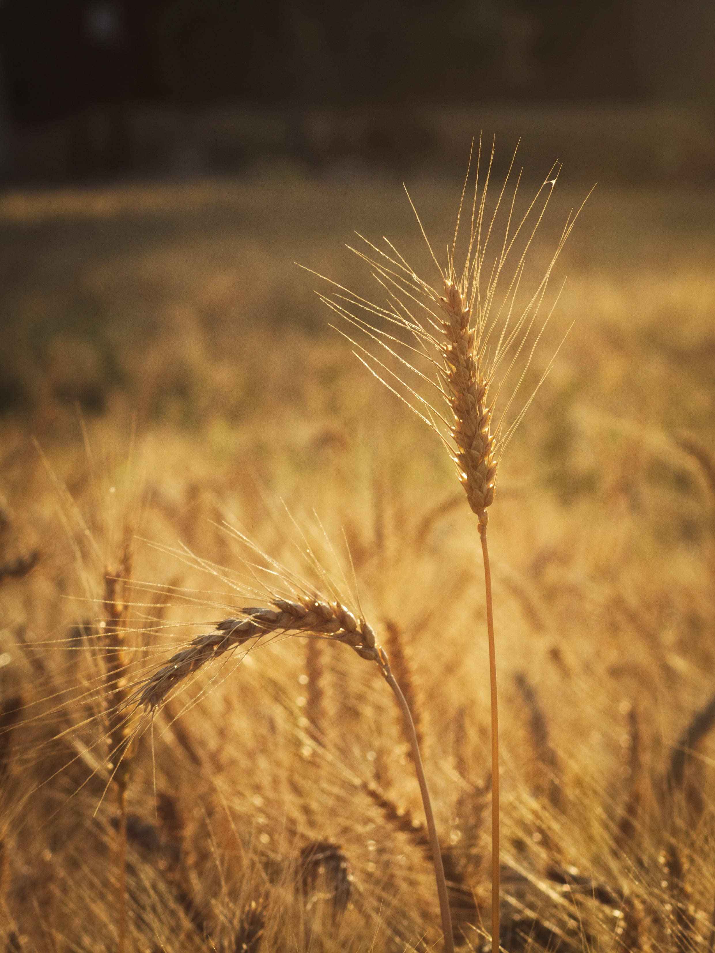 Depth of field photography of wheat field HD wallpaper | Wallpaper Flare
